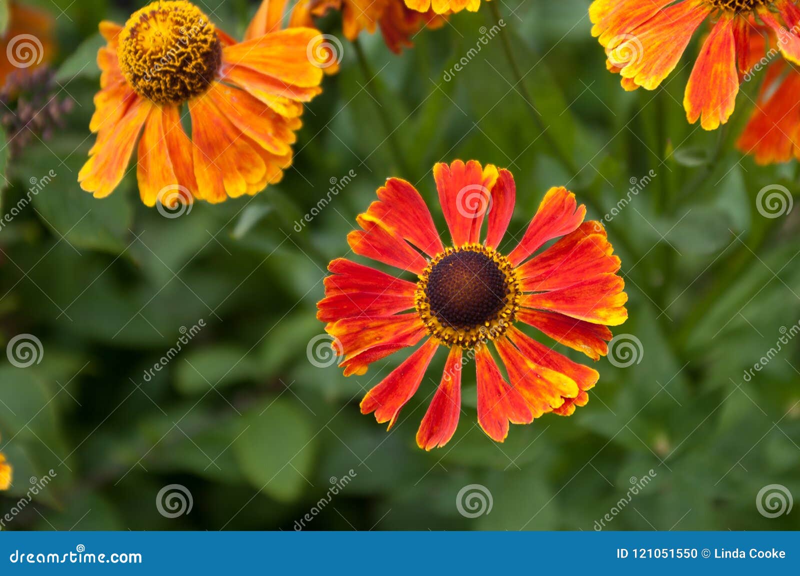 helenium waltraut flowers