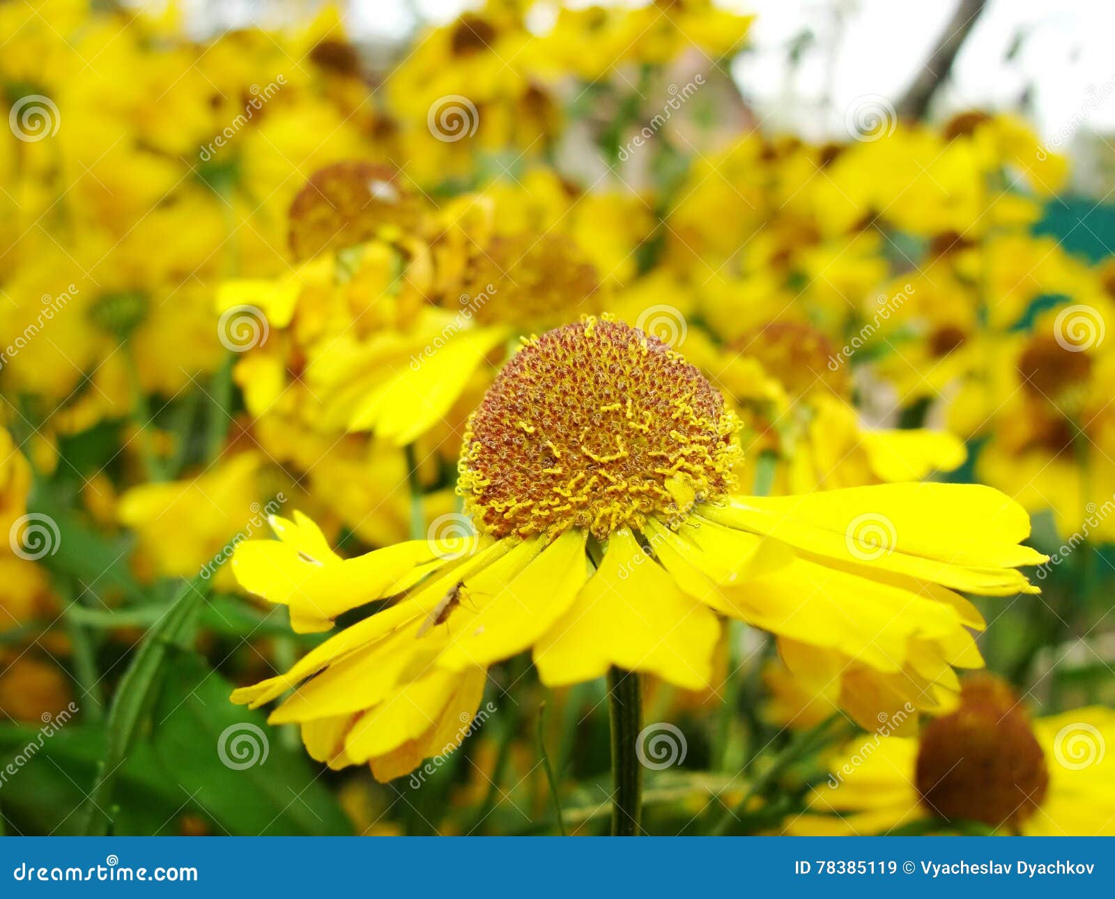 helenium yellow flowers. arnica flowers in the garden. gelenium helenium, family compositae. gelenium - beautiful yellow garden