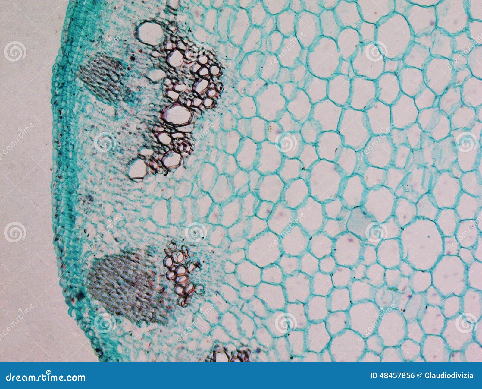 Heliansthus Stem Micrograph Stock Photo - Image of stem, flora: 48457856