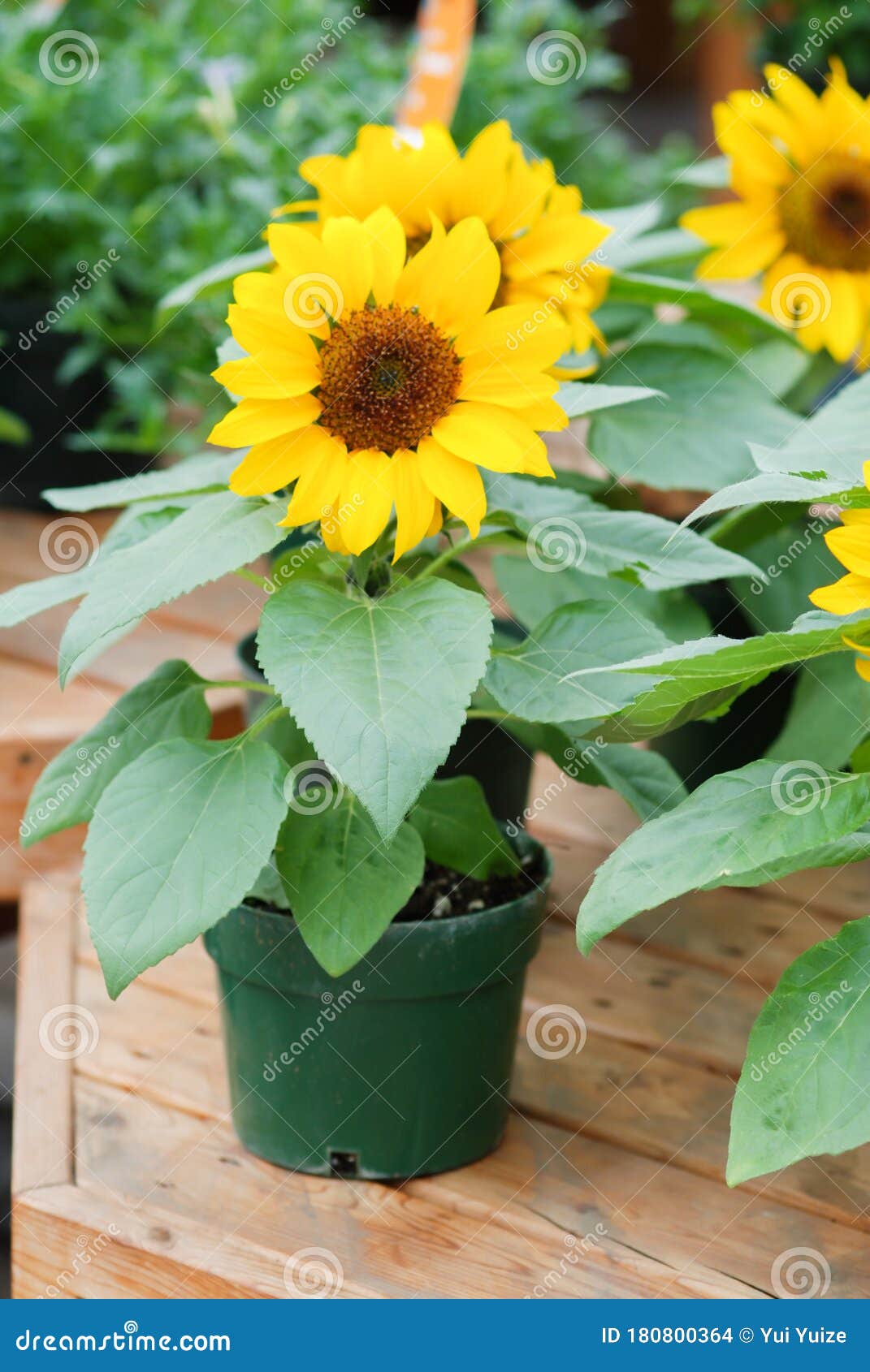 Helianthus Annuus, Small and Potted Sunflowers. Dwarf Helianthus Stock ...