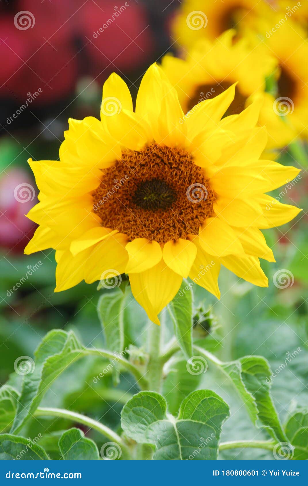 Helianthus Annuus, Small and Potted Sunflowers. Dwarf Helianthus Stock ...