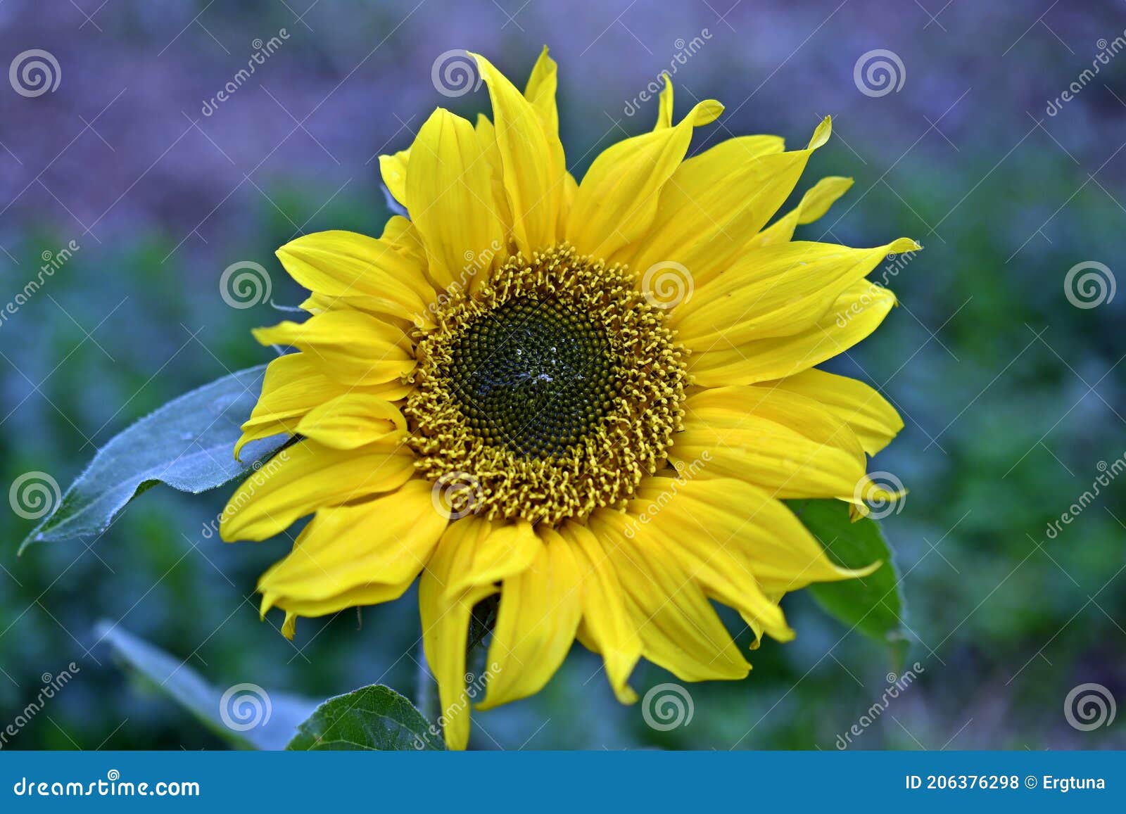 helianthus annuus, a sunflower