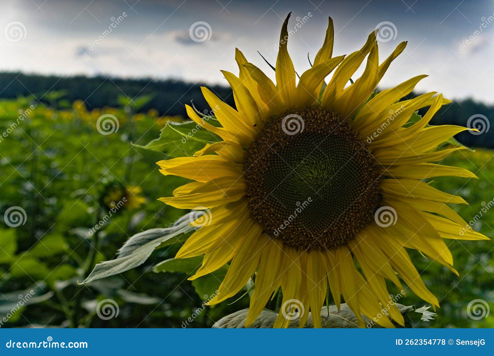 Helianthus L. Sunflower Growing in the Sunflower Field Stock Photo