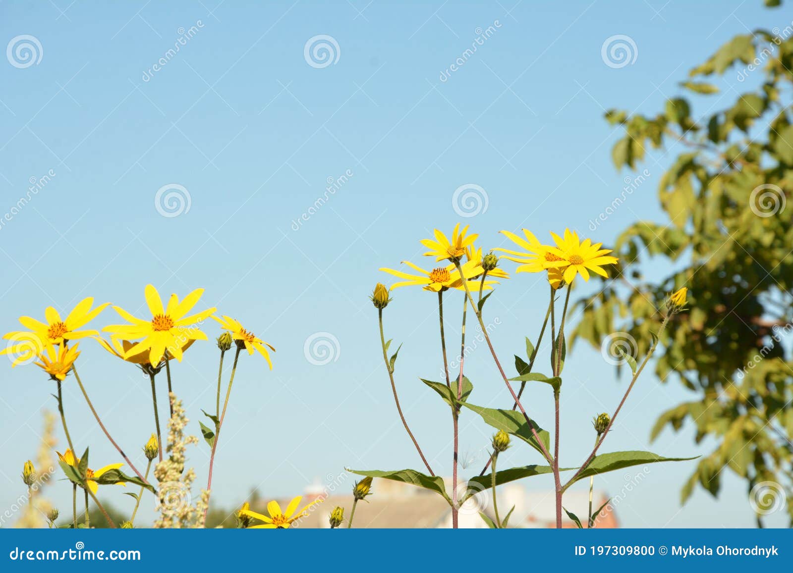 helianthus tuberosus l. or girasol, jerusalem artichoke earth apple flowers