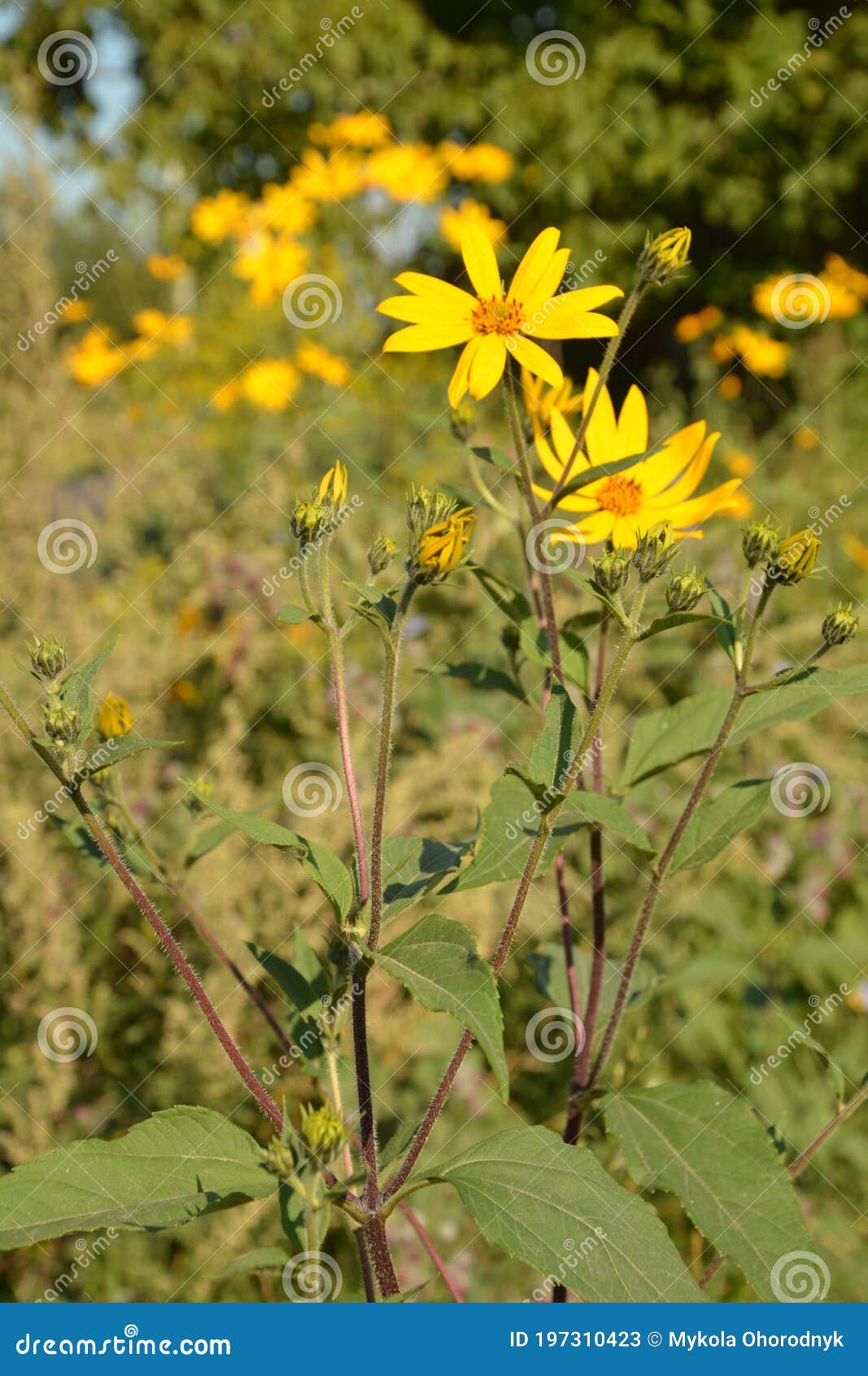 helianthus tuberosus l. or girasol, jerusalem artichoke earth apple flowers