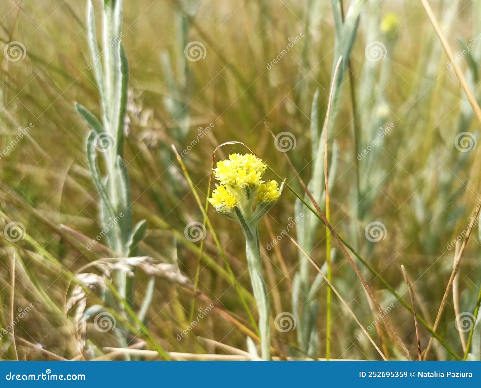 helichrysum arenarium is also known as dwarf everlast, and as immortelle