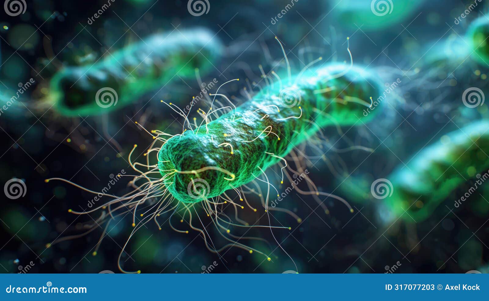 helicobacter pylori. a bacteria causing stomach infections, linked to ulcers and gastritis. 