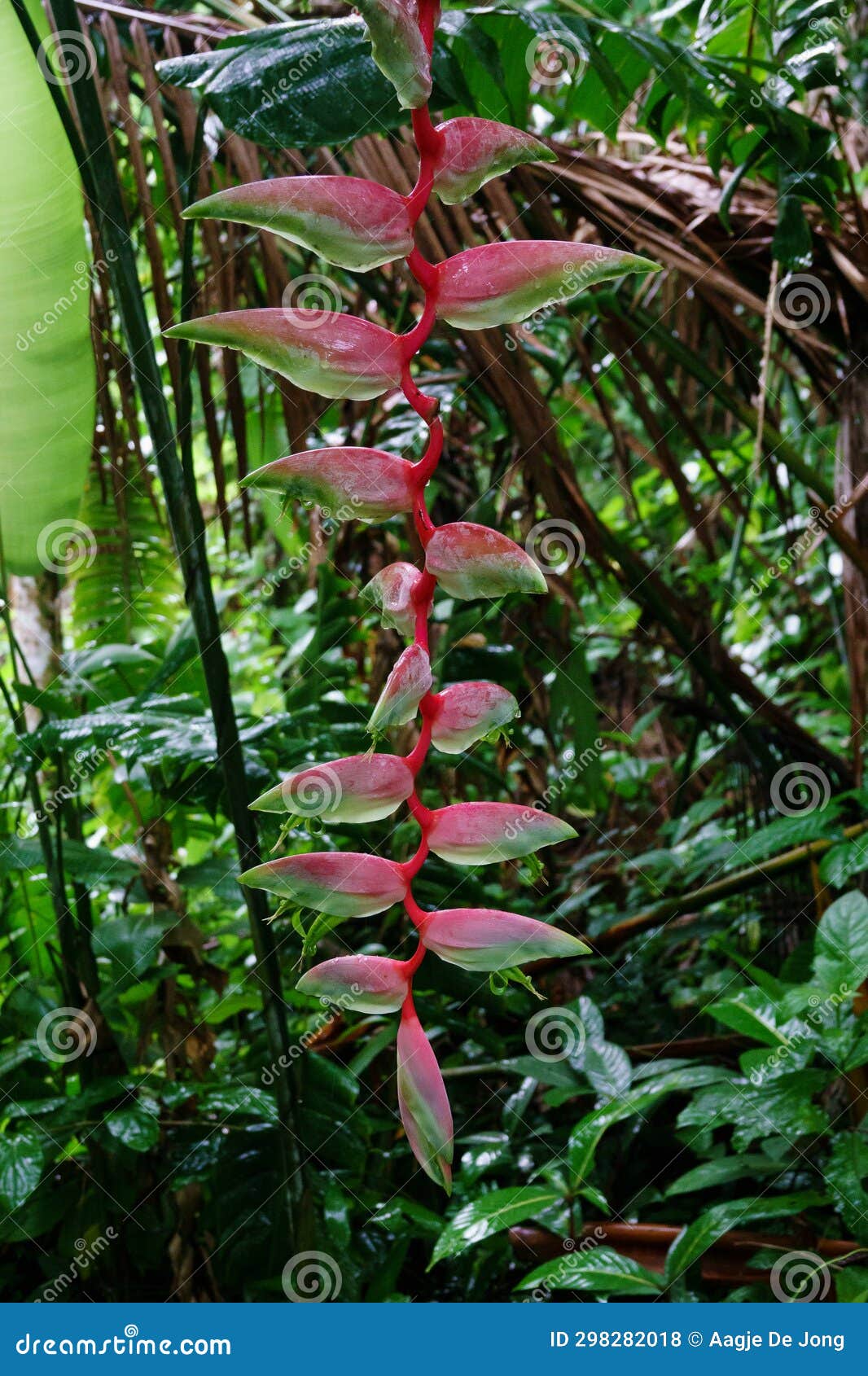 heliconia chartacea flower at asa wright in trinidad and tobago