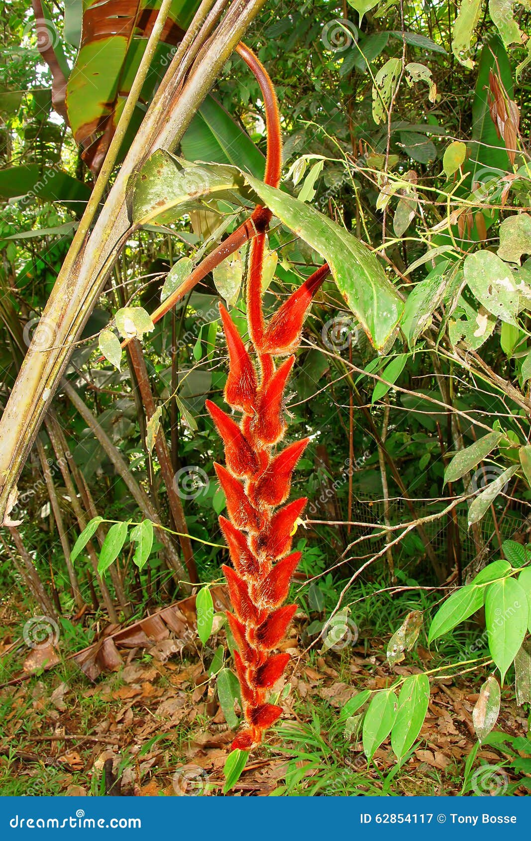 Heliconia stock image. Image of wild, tropical, rainforest 62854117