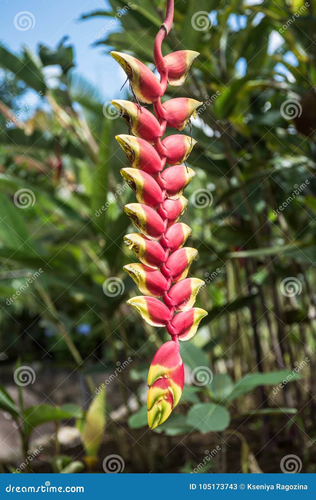 heliconia flower, amazonia, ecuador