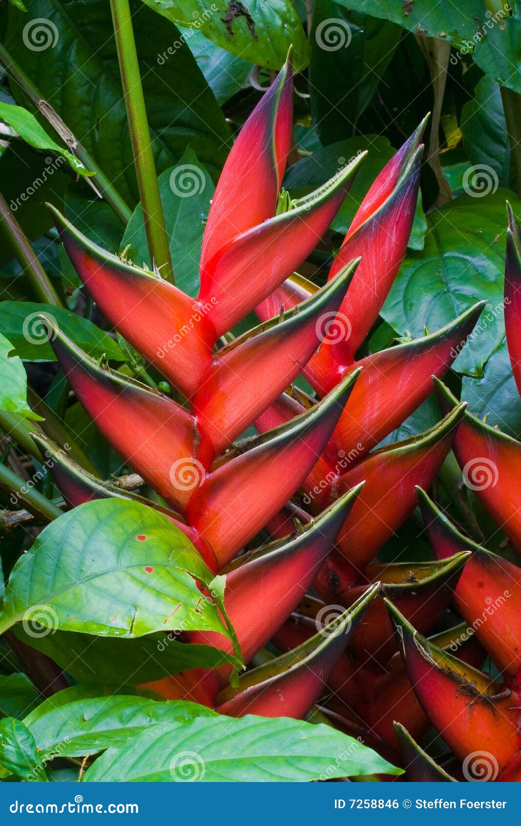 heliconia flowers