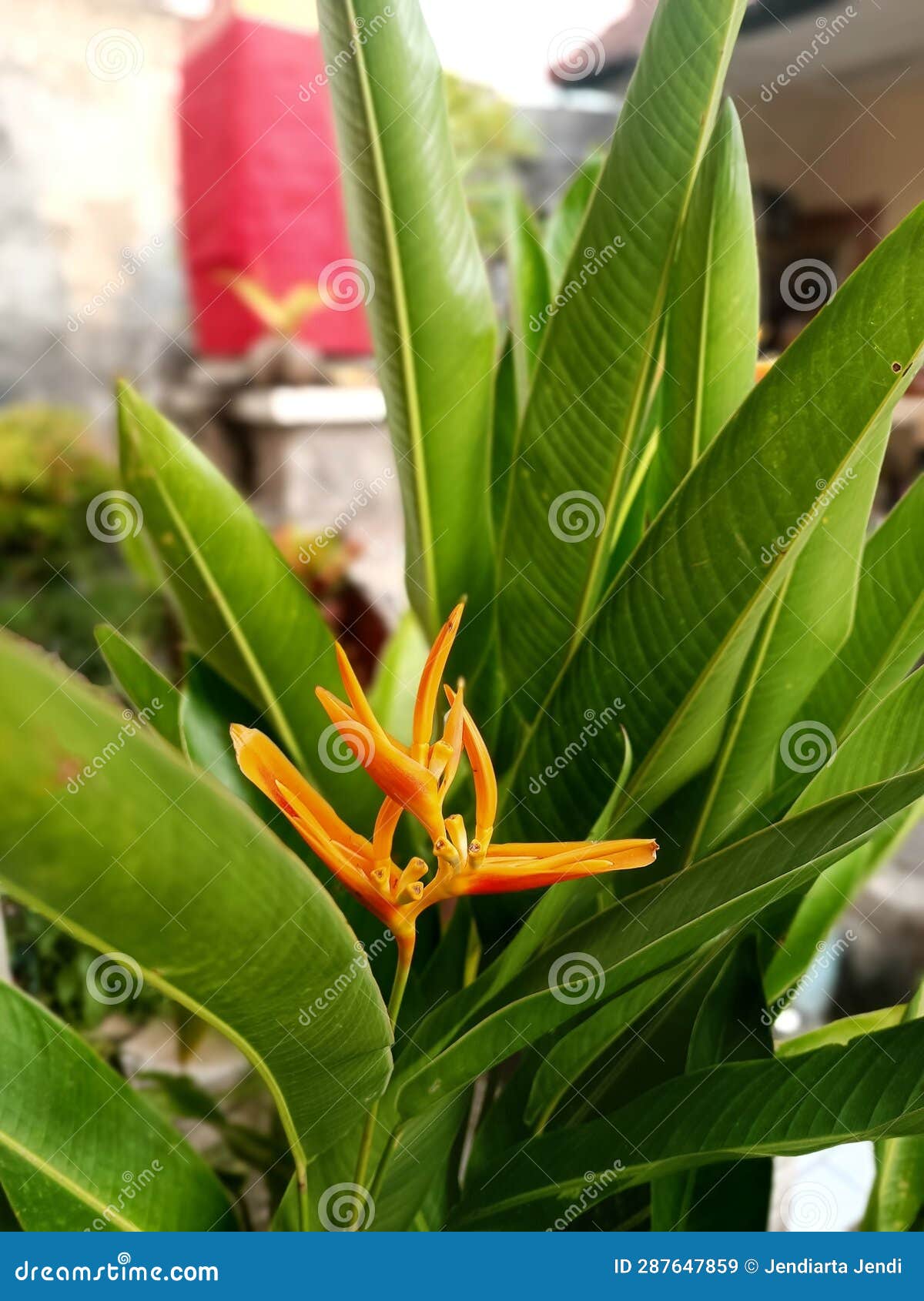 Heliconia is growing stock image. Image of growing, beautiful - 287647859
