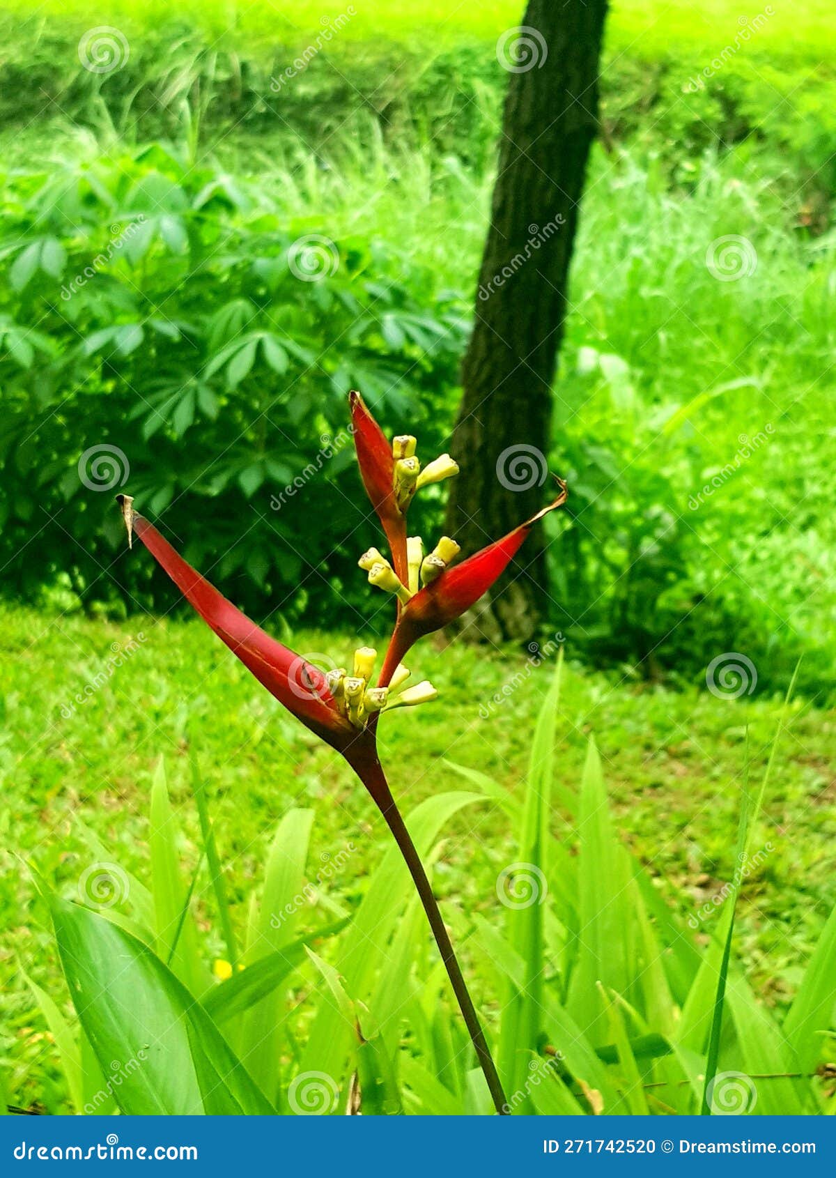 heliconia latispatha & x27;distans& x27; - spiralling bracts on tall flower spikes.