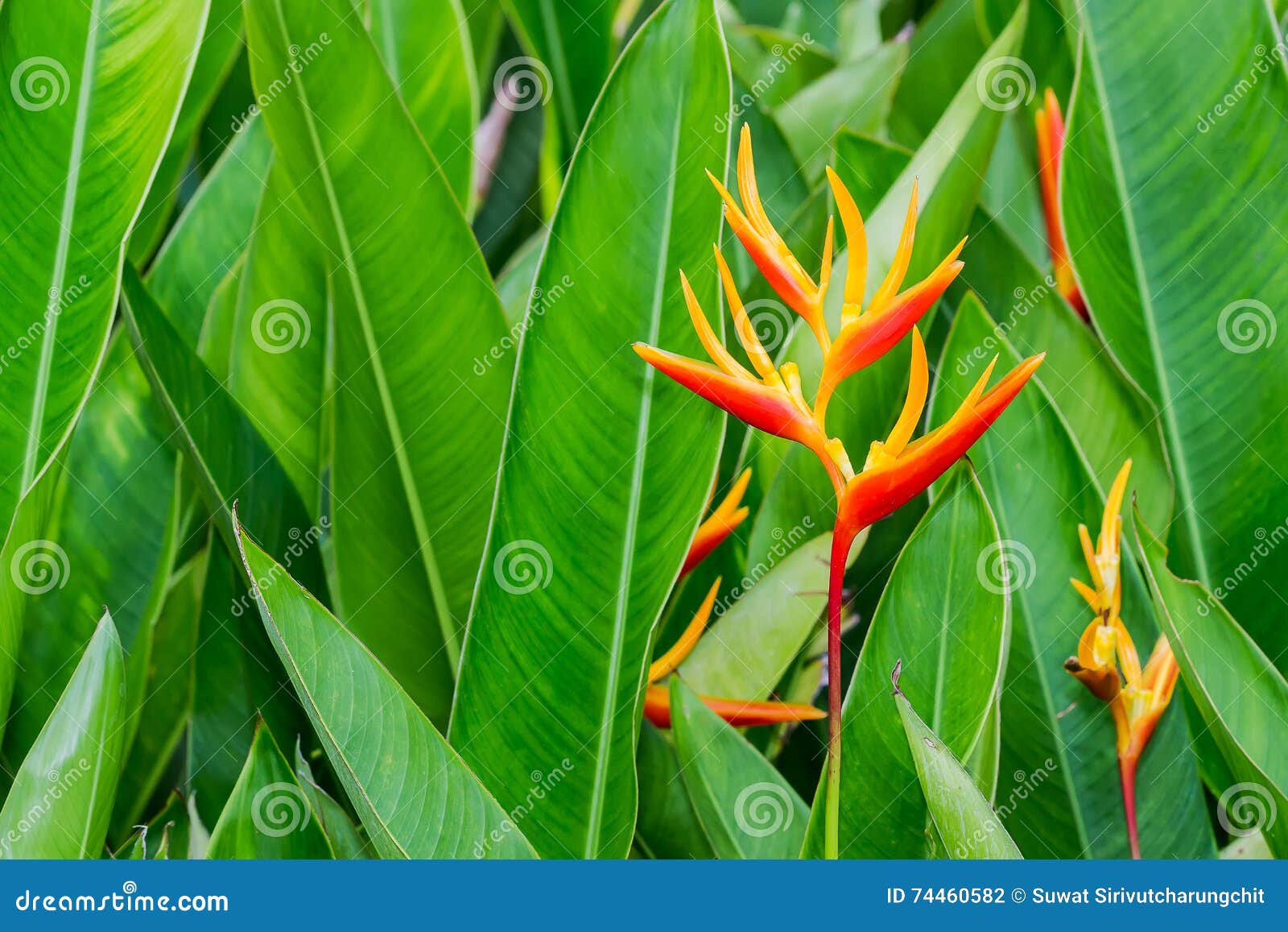 The Heliconia, Lobsterclaws Stock Photo Image of flower, yellow