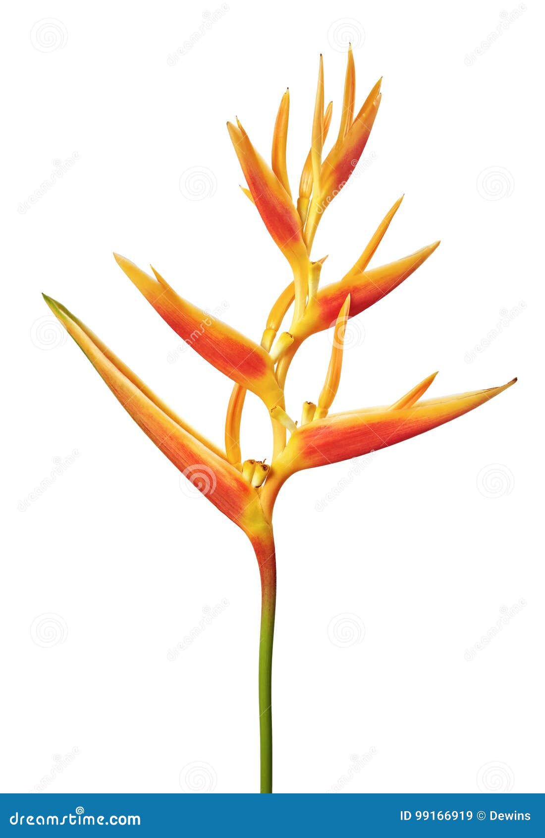 heliconia psittacorum viridi download heliconia psittacorum viridi download