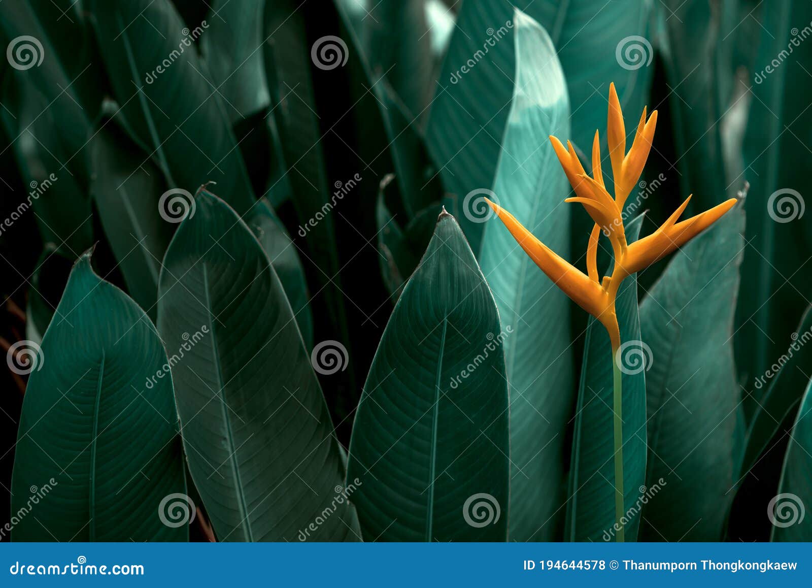 free download heliconia psittacorum viridi free download heliconia psittacorum viridi