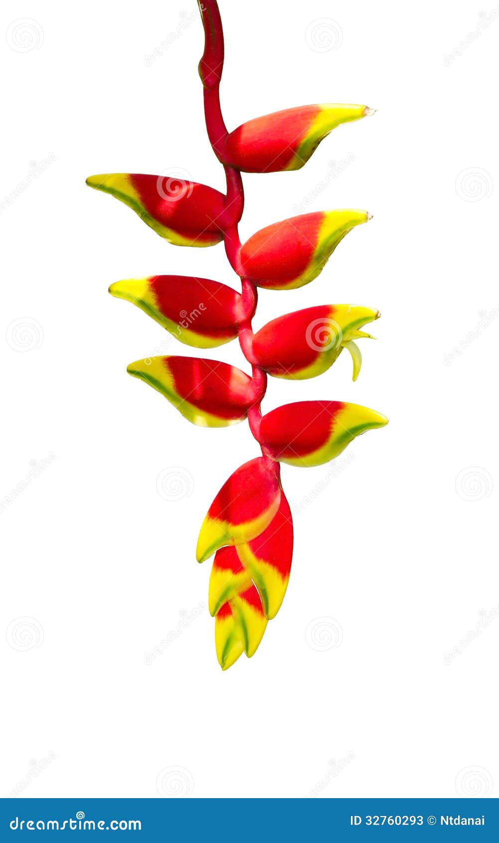 heliconia tropics flower