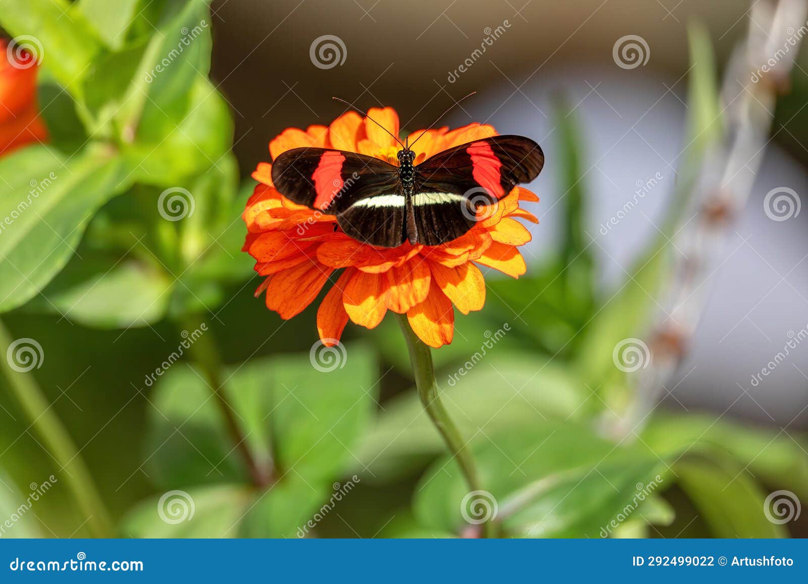 heliconius erato cruentus butterfly, refugio de vida silvestre cano negro, costa rica wildlife
