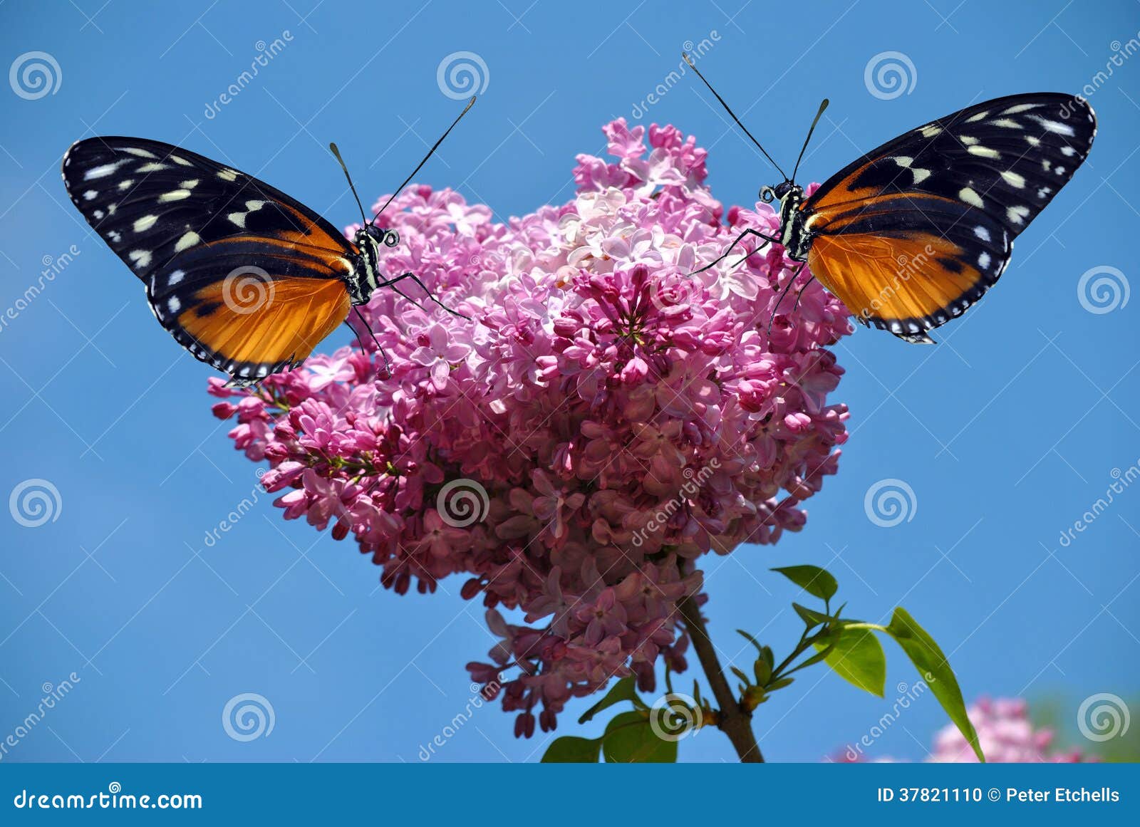 Heliconius Hecate Butterflies Stock Photo Image of blue, flowering