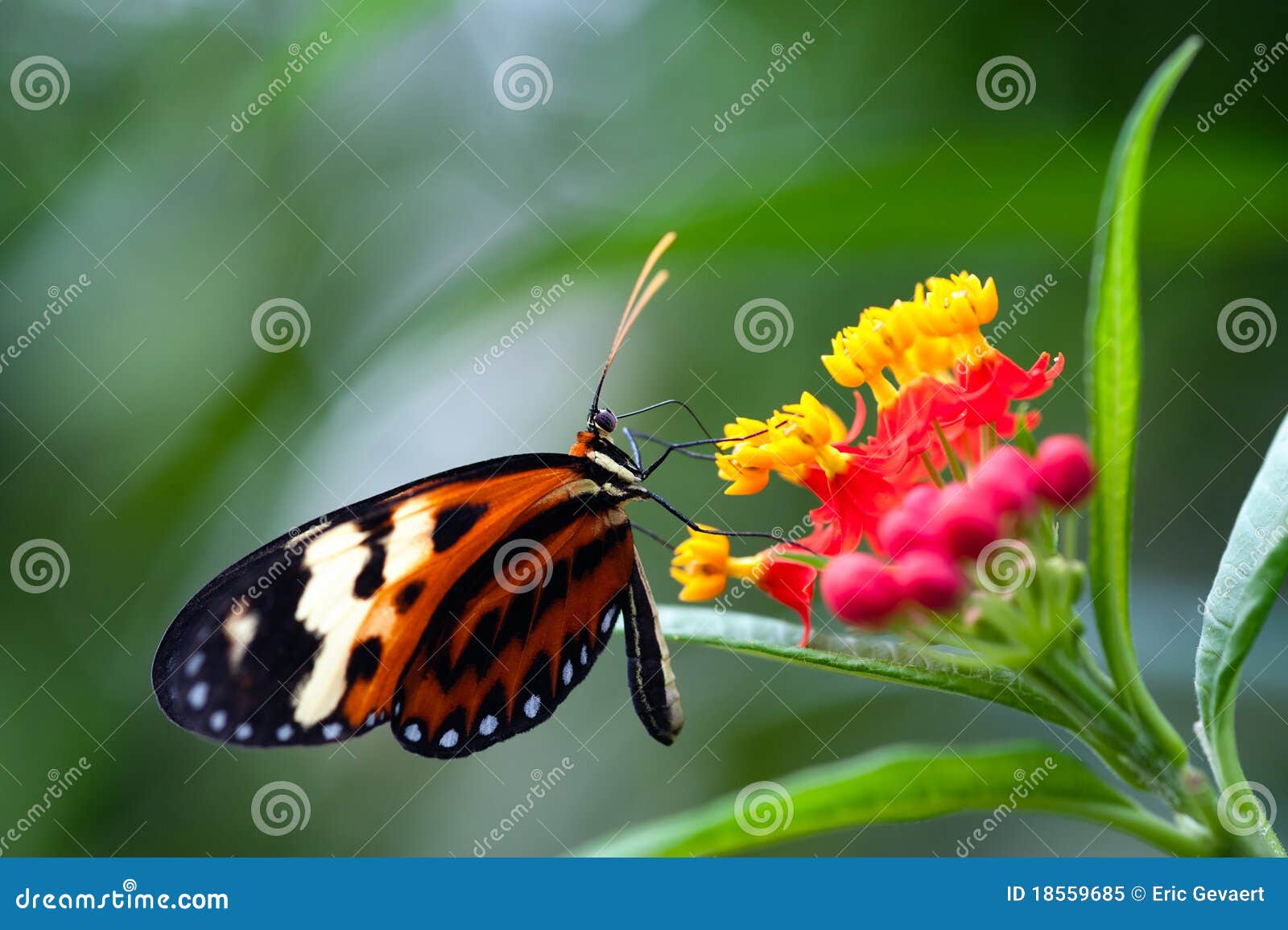 heliconius xanthocles longwing butterfly