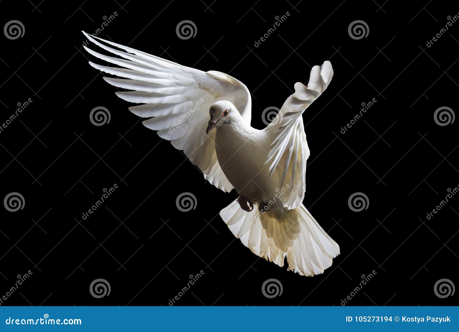 Helig vit fågel i flykten arkivfoto. Bild av uttryck - 105273194