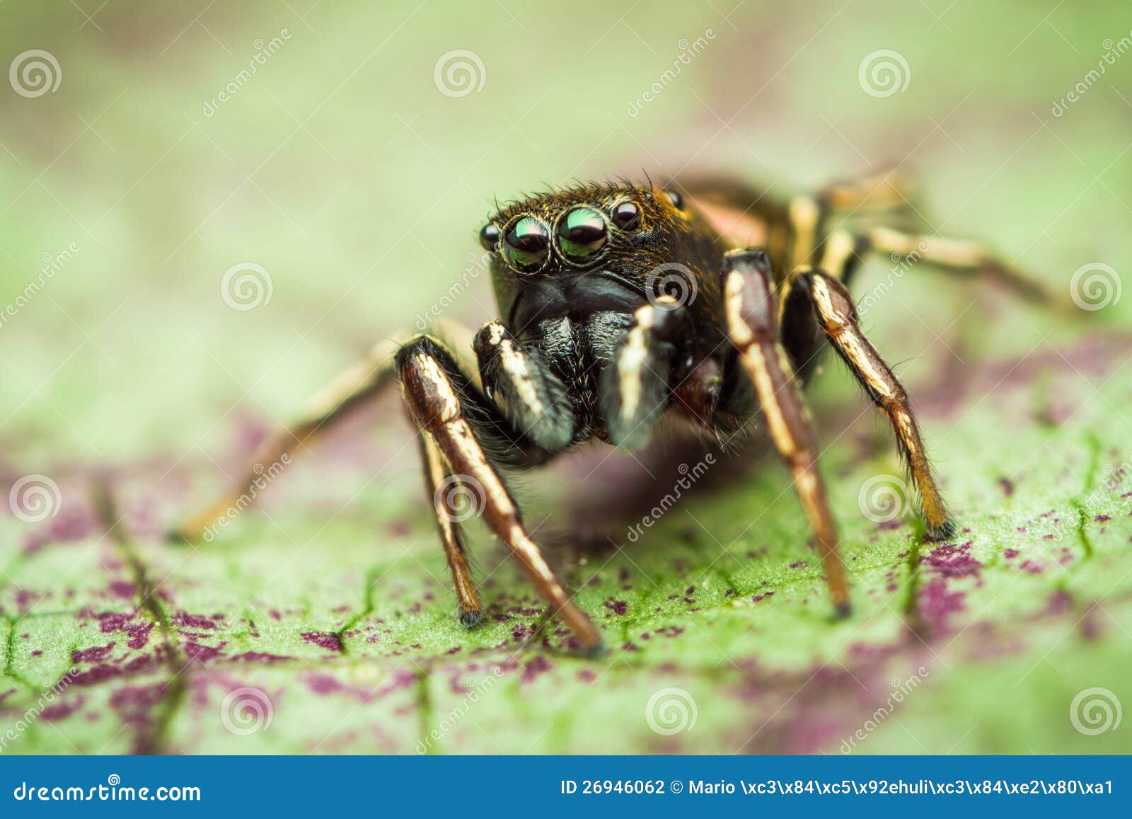 Heliophanus auratus skokowy pająk. Heliophanus auratus męski skokowy pająk od salticidae rodziny pająki na zielonym liść