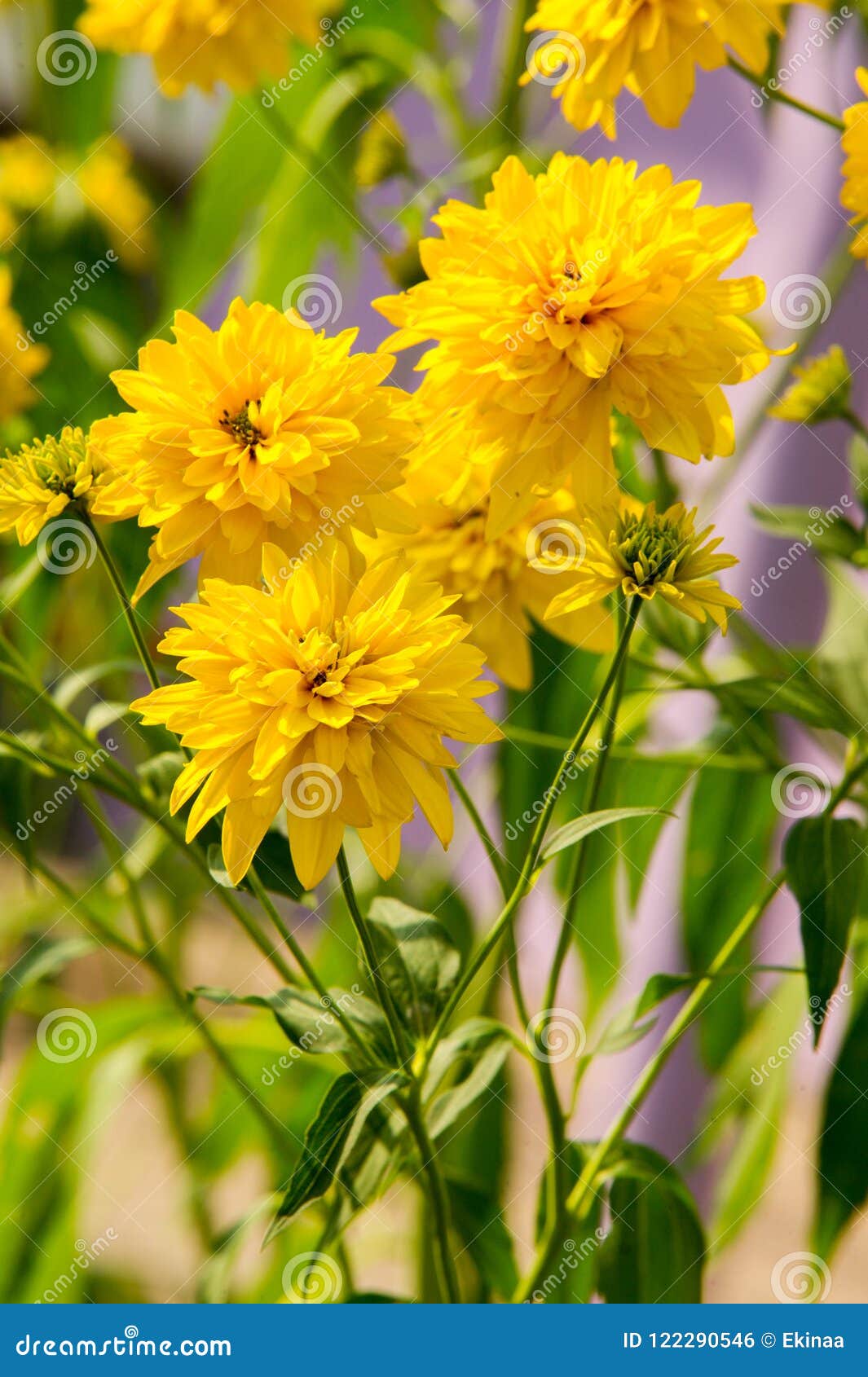 Heliopsis is a Genus of Herbaceous Flowering Plants in the Sunflower ...