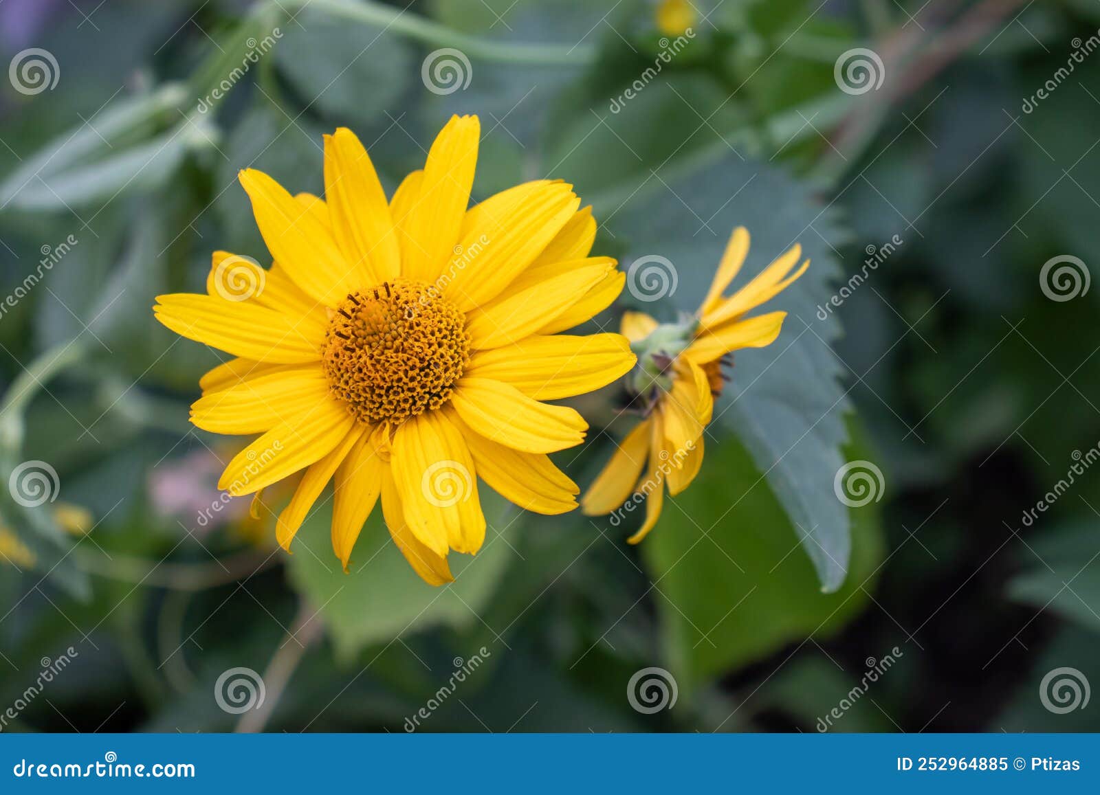 Heliopsis Helianthoides Falso Girasol En El Jardín De Verano. Cierre De La  Flor Amarilla Tipo Girasol Imagen de archivo - Imagen de fresco, hermoso:  252964885