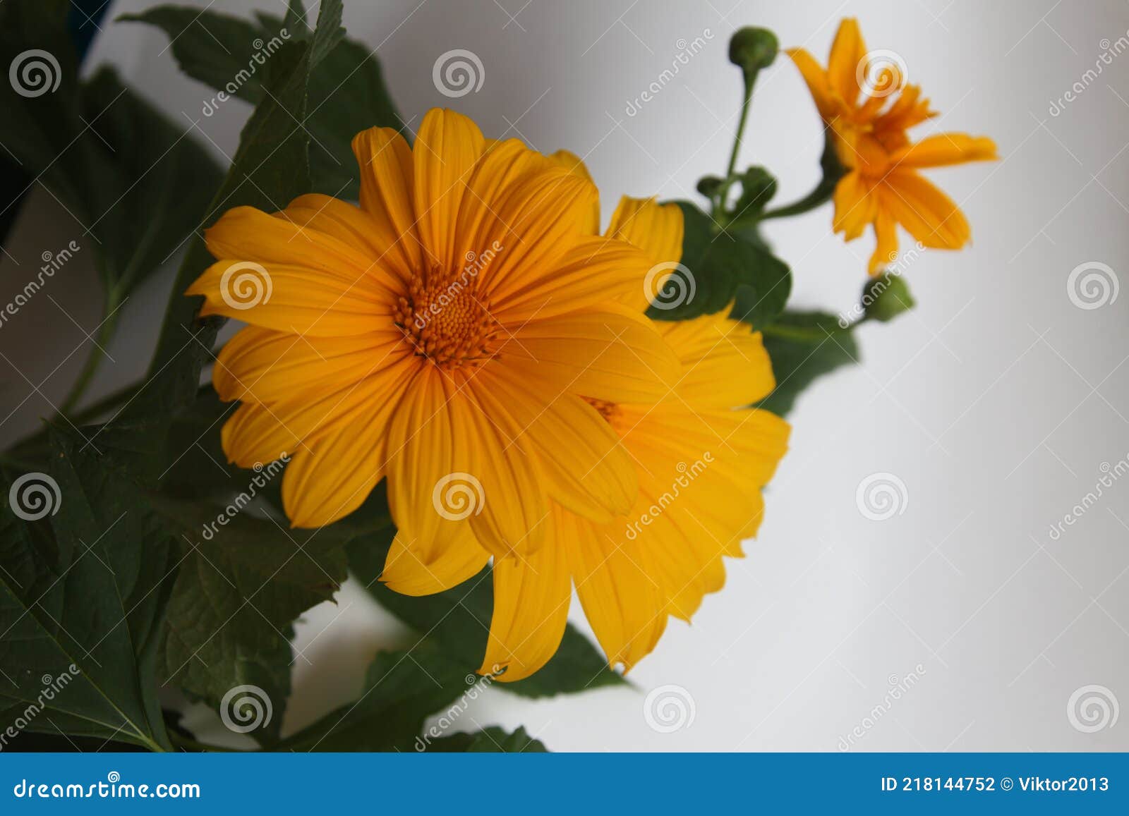 Heliopsis o falso girasol foto de archivo. Imagen de pétalo - 218144752