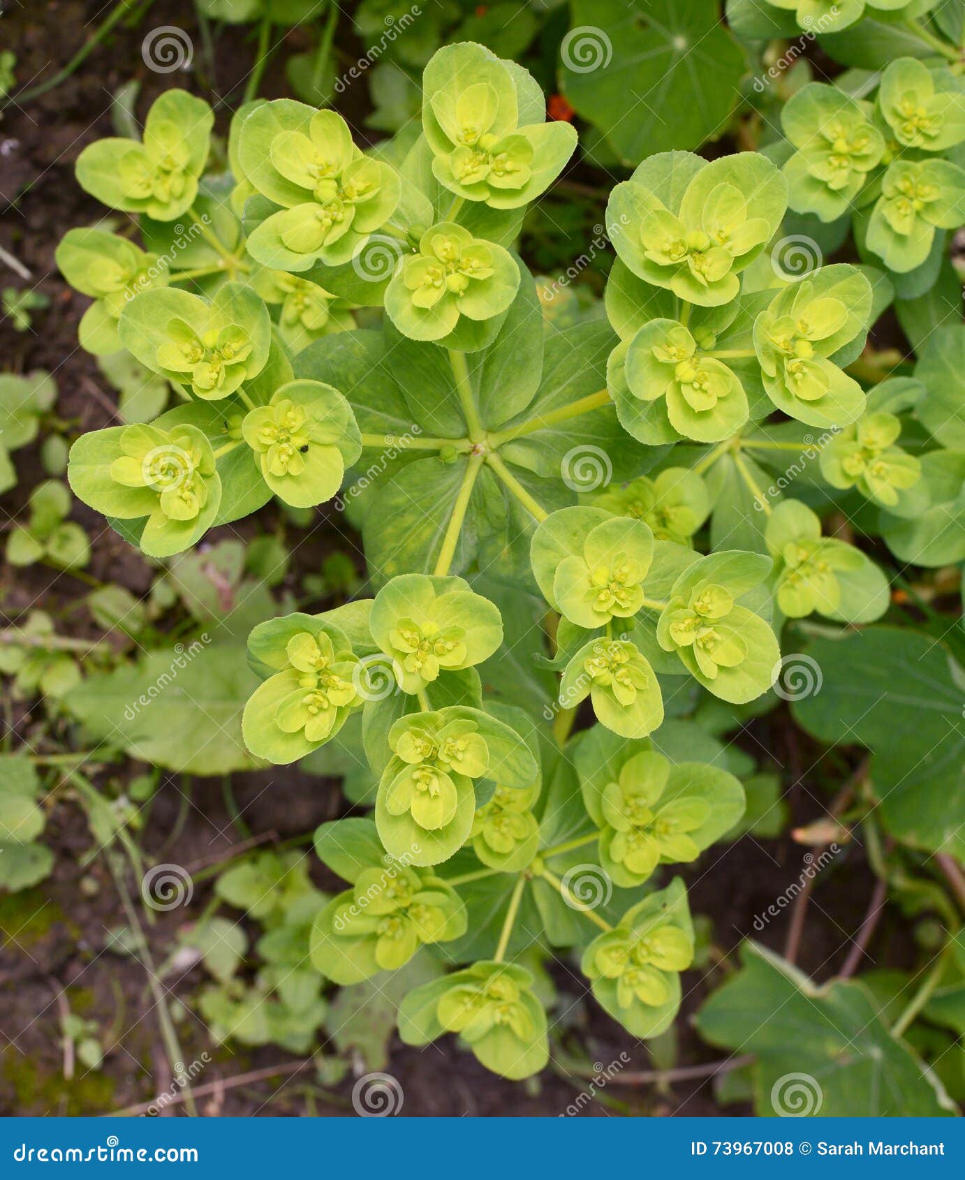 El helioscopia del euforbio - una planta del spurge, también conocida como leche de Sun Spurge, del Milkweed del paraguas, de Wart Spurge y de la loca - crece como mala hierba anual en una cama de flor