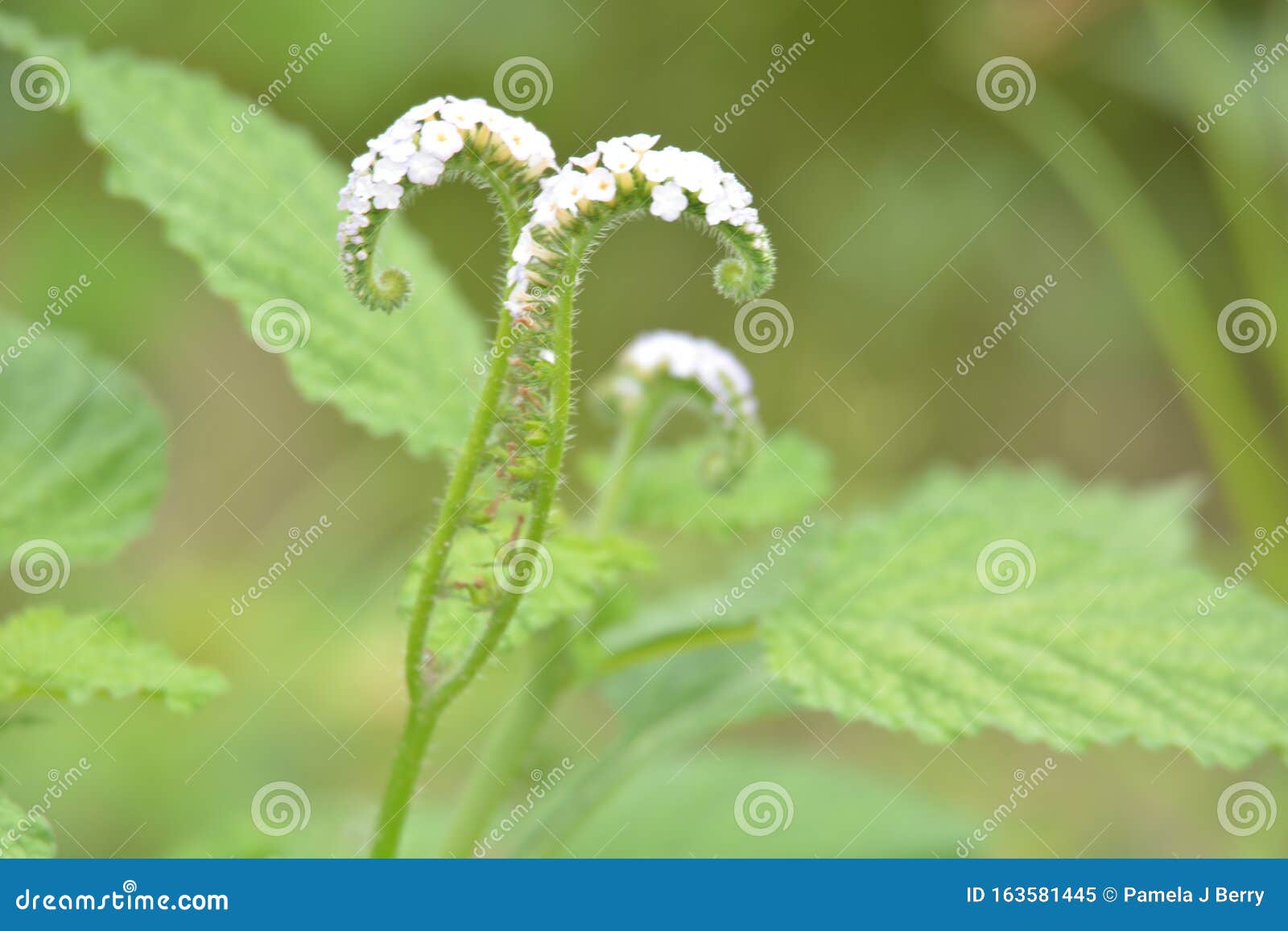 heliotropium amplexicaule flower