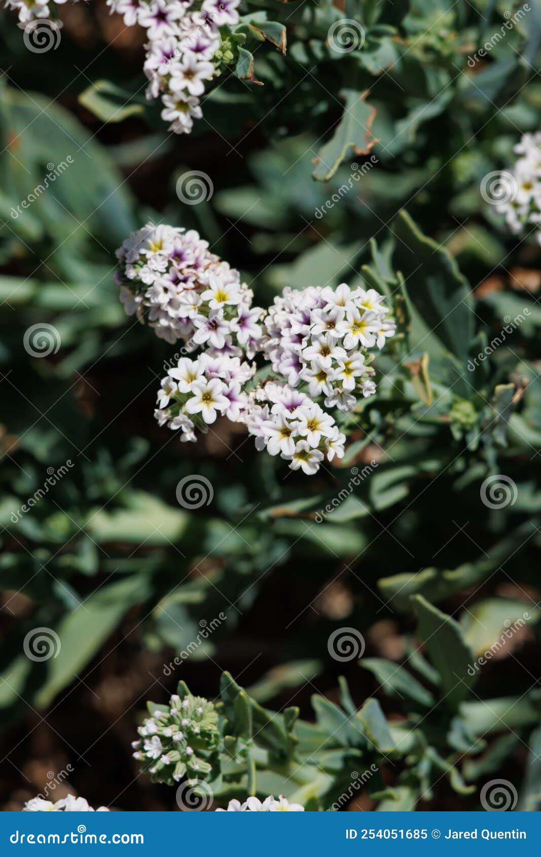 heliotropium curassavicum bloom - west mojave desert - 051922
