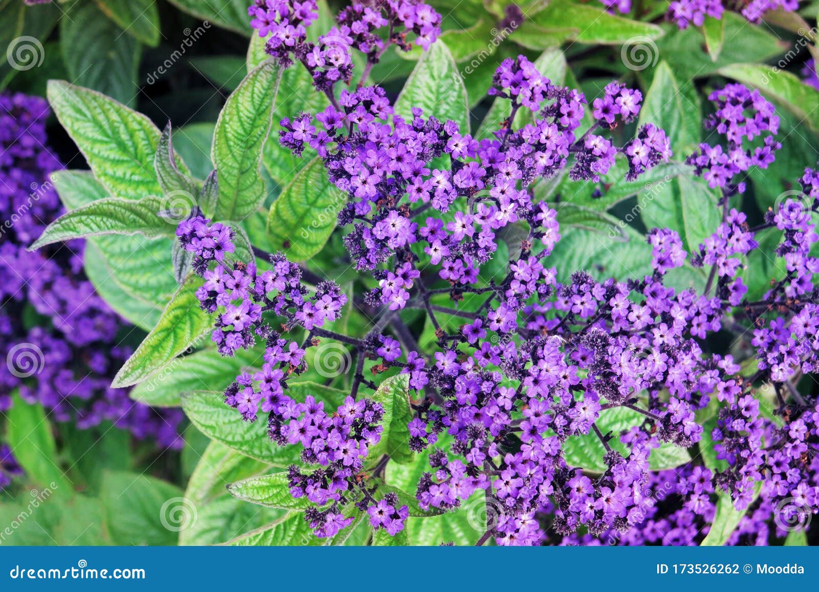 Heliotrope Flower Meaning Spiritual Symbolism Color Meaning  More 