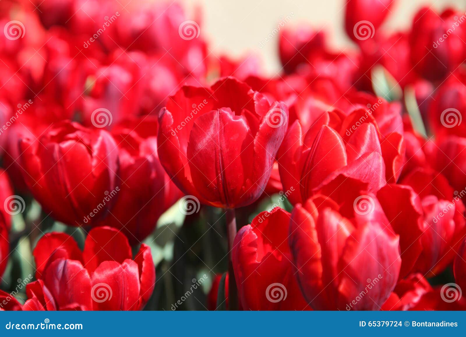 Helle Rote Tulpen Im Garten in Der Sonne Stockfoto Bild von frisch