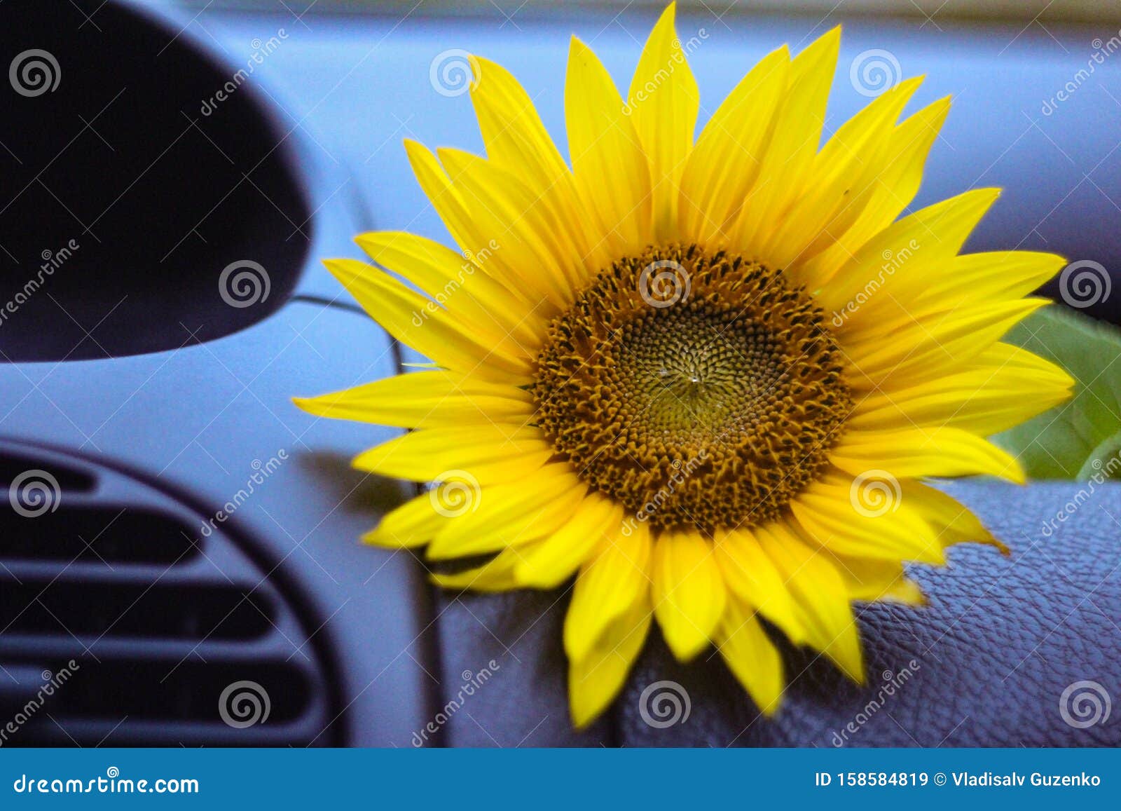 Helle Sonnenblume Auf Der Schwarzen Tafel Im Auto Stockbild - Bild