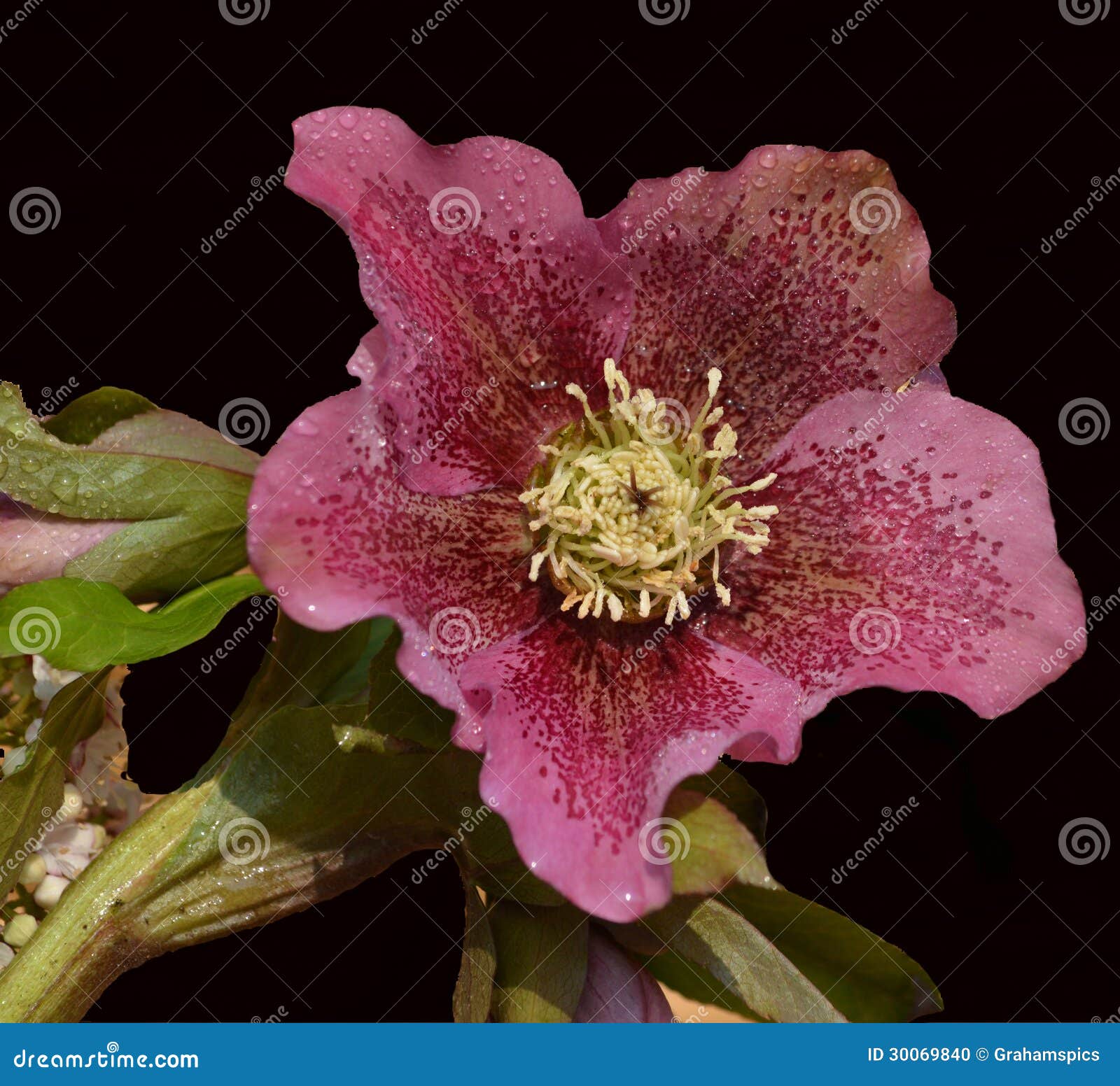 Hellebore Flower stock photo. Image of color, flower 30069840