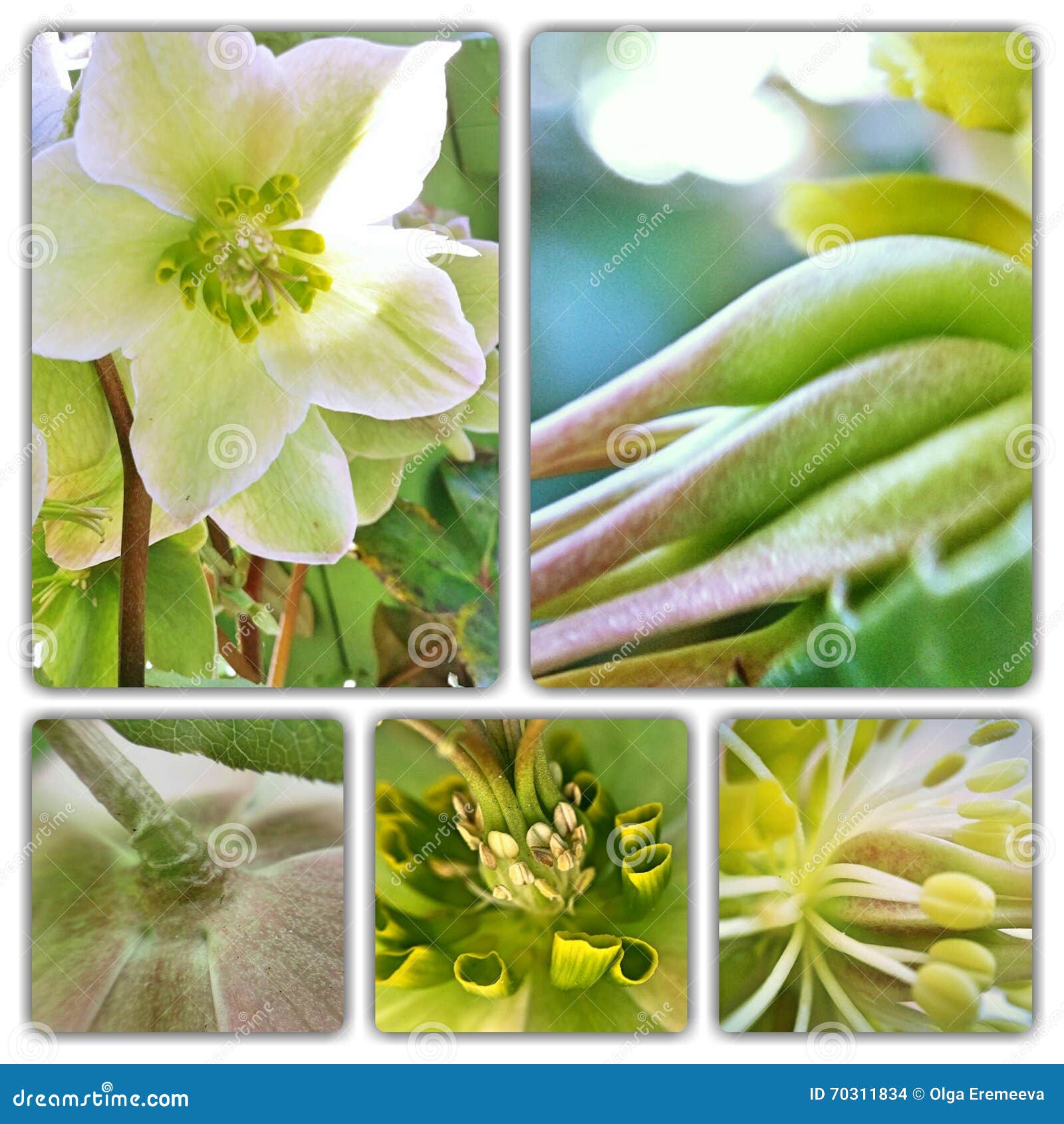 Hellebore Flower Parts Macro Collage Stock Photo Image of flower