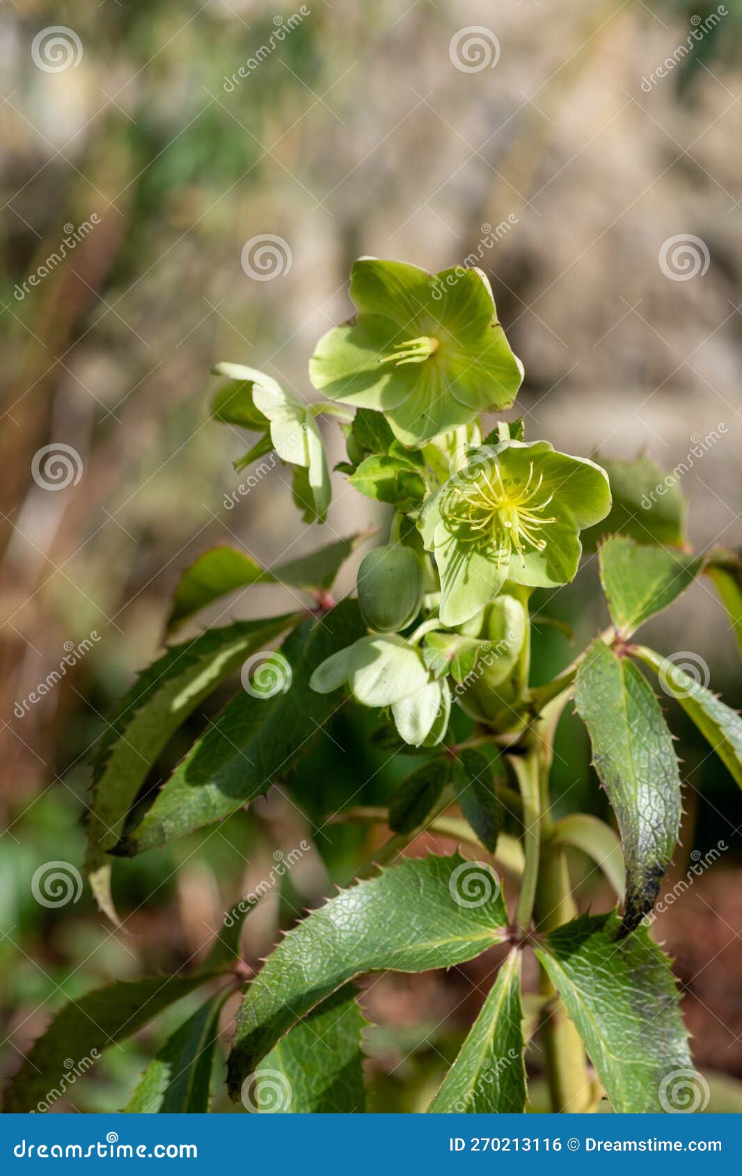 Hellebore flowers stock photo. Image of floral, color 270213116