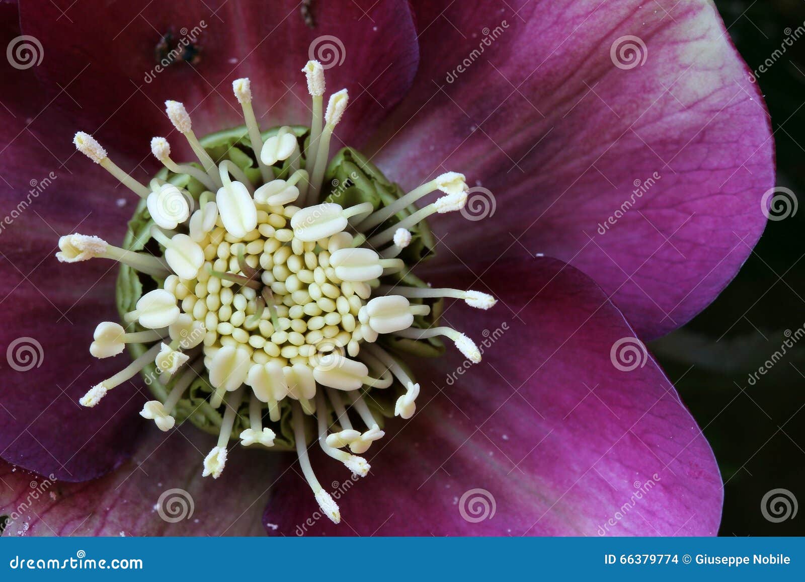Hellebore stock photo. Image of blooming, bloom, helleborus 66379774