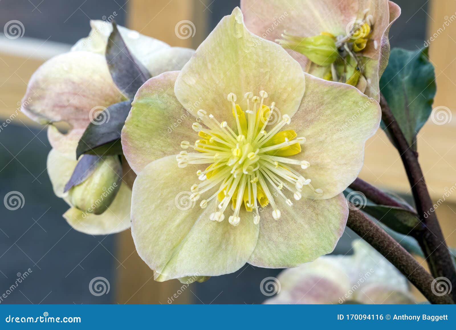 helleborus x ballardiae `cinnamon snow`