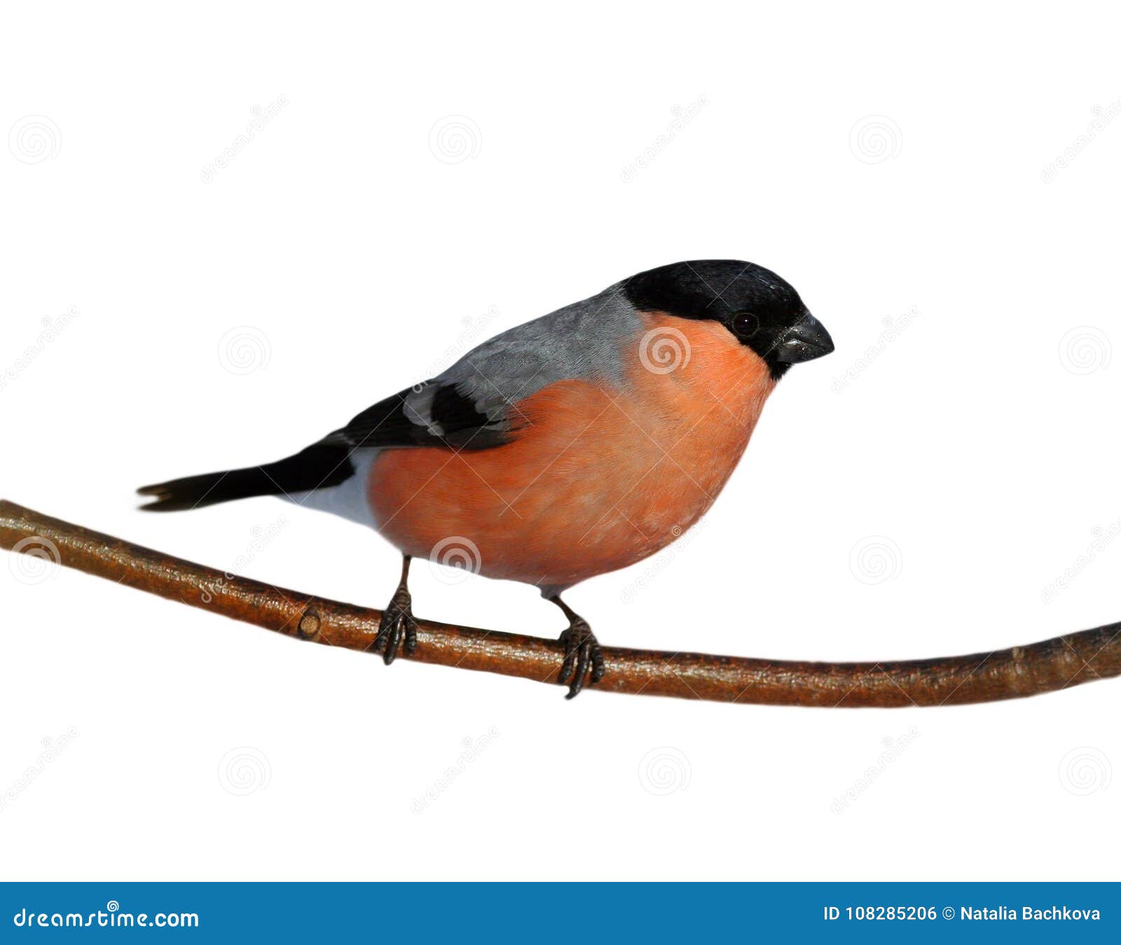 Heller Roter Vogel Ein Mannlicher Dompfaff Auf Einer Niederlassung Im Wald An Stockfoto Bild Von Wald Roter