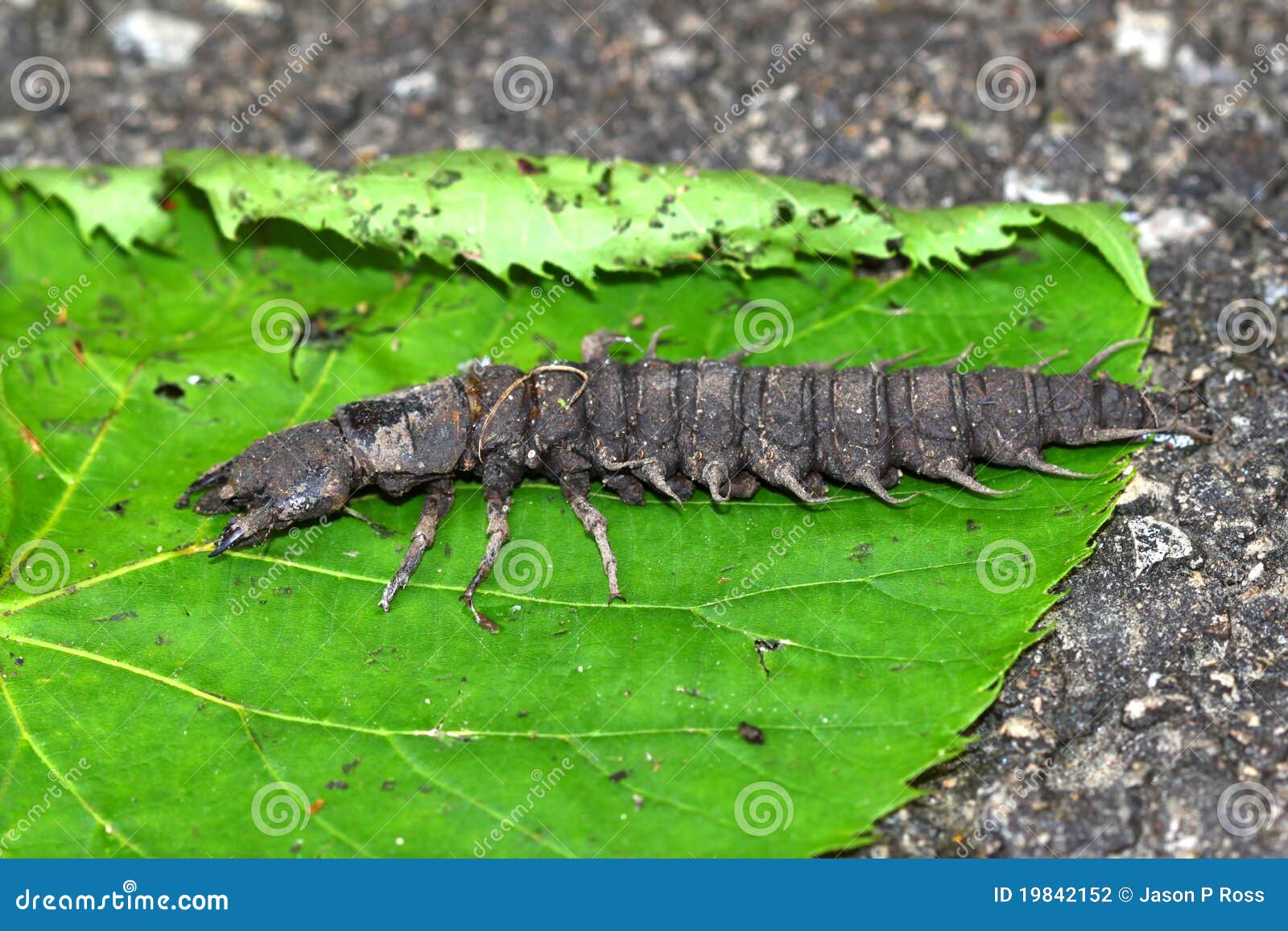 Hellgrammite Stock Photos - Free & Royalty-Free Stock Photos from Dreamstime