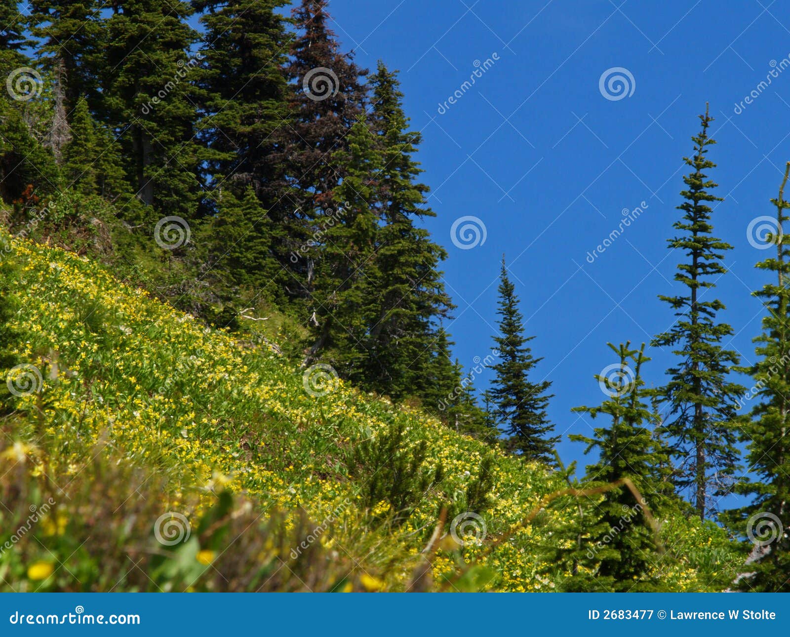 Helling Wildflowers. Dit beeld van de gletsjerlelies op werd de steile helling genomen op het de wandelingsgebied van het Bassin Jewell van NW Montana.