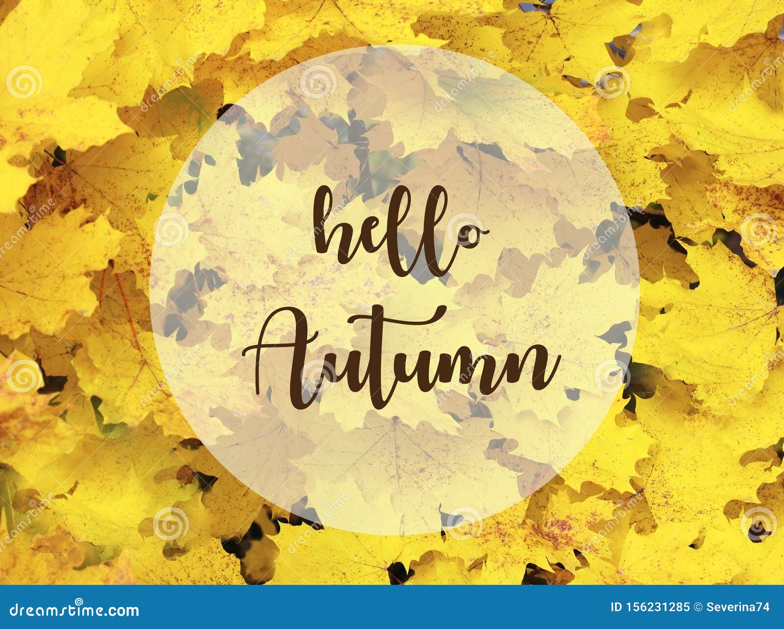hello autumn.yellow maple leaves background with text.fall season concept.