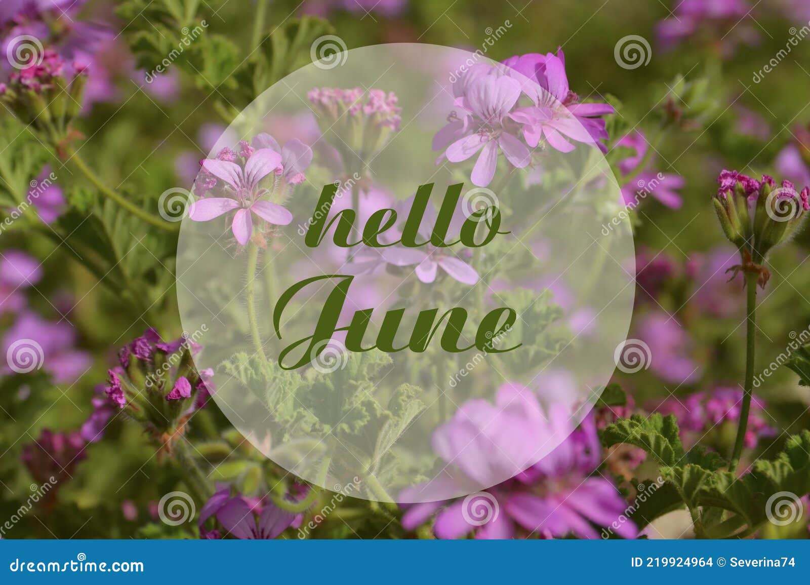 June Flowers