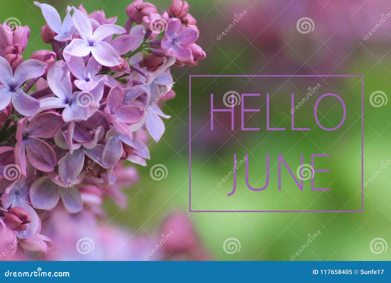hello june text on lilac branch background