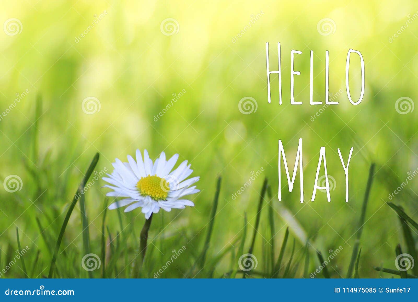hello may text and white daisy flower on spring meadow background