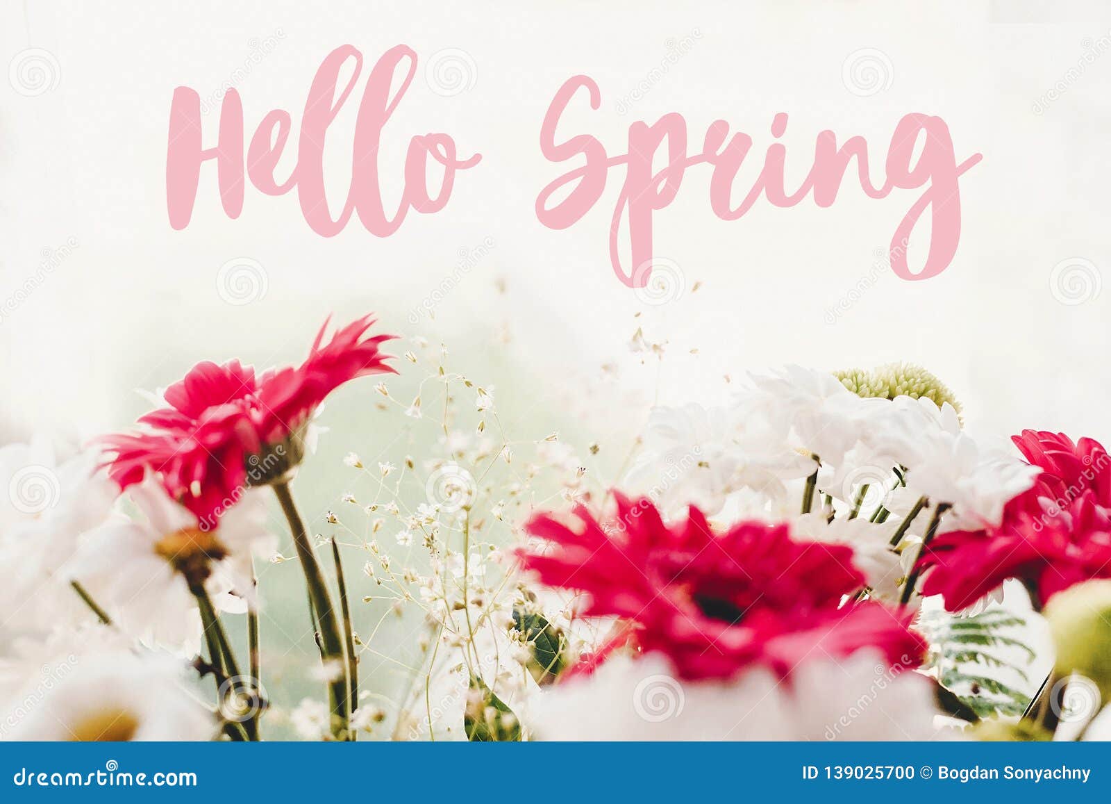 Hello Spring Text Sign on Pink Gerbera,white Daisy and Green ...