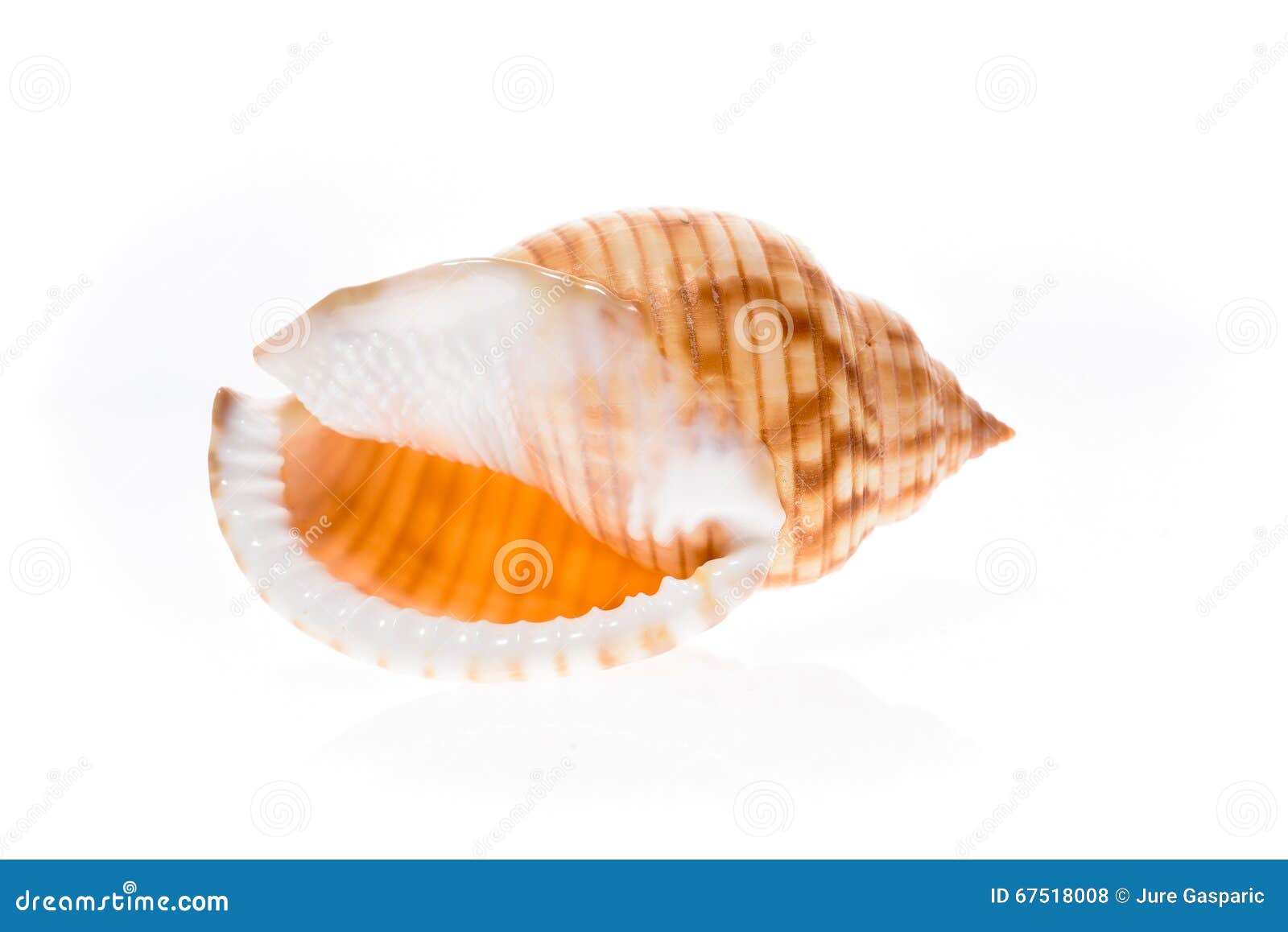 helmet sea shell - galeodea echinophora. empty house of sea snail