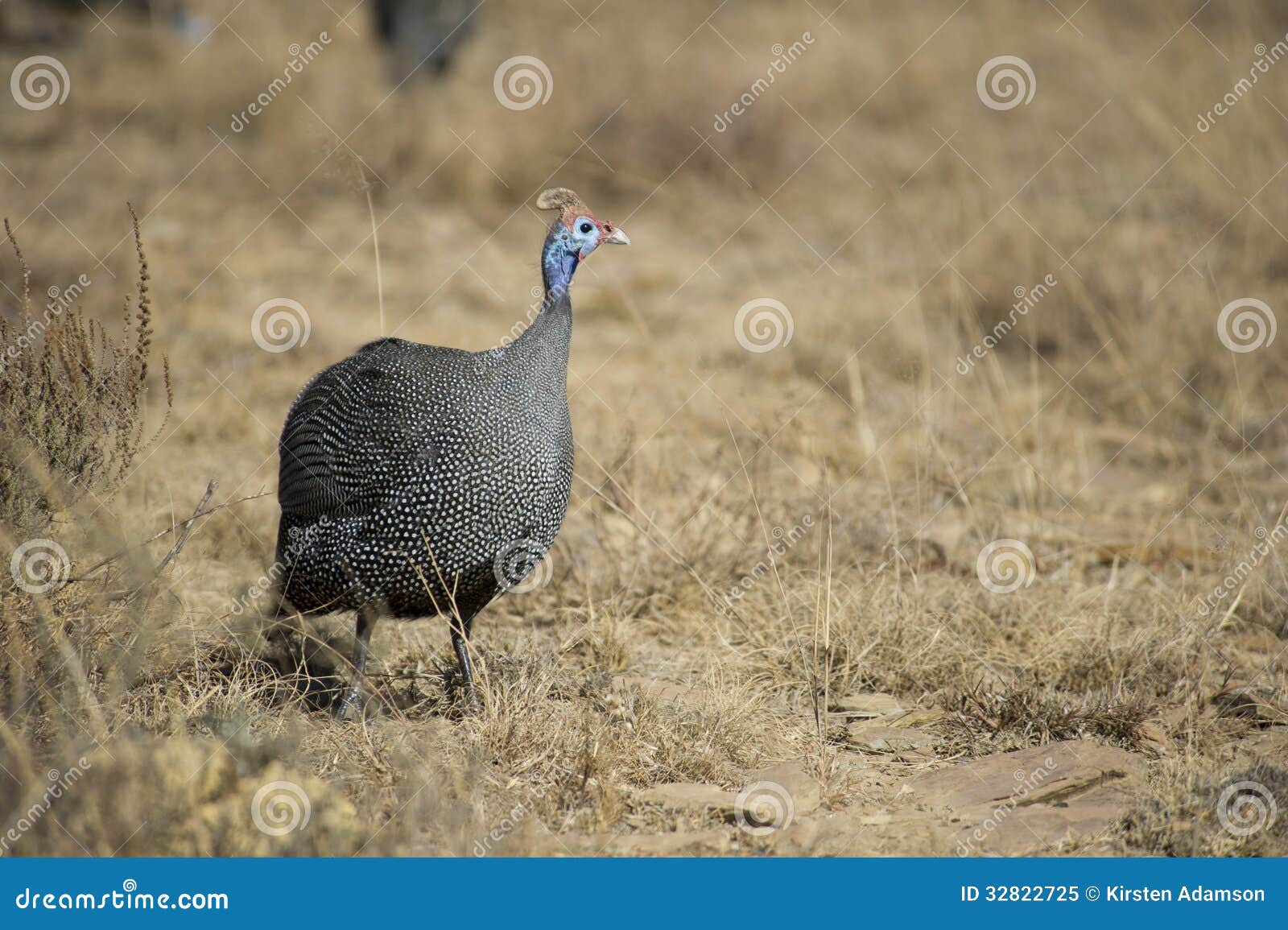 helmeted guinea fowl